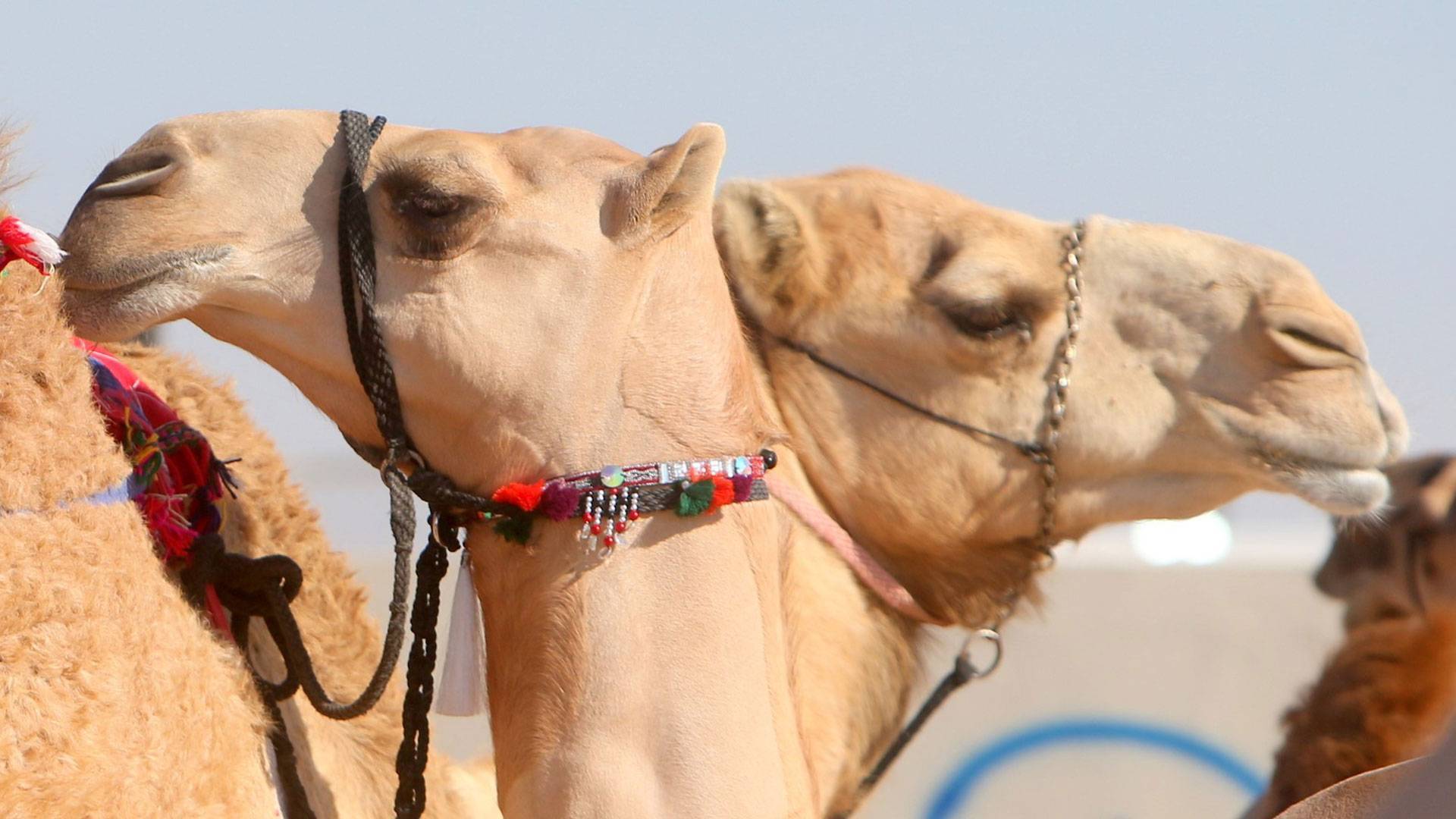 الإبل في جواز السفر الجديد بالسعودية ...موجة جدل كبيرة