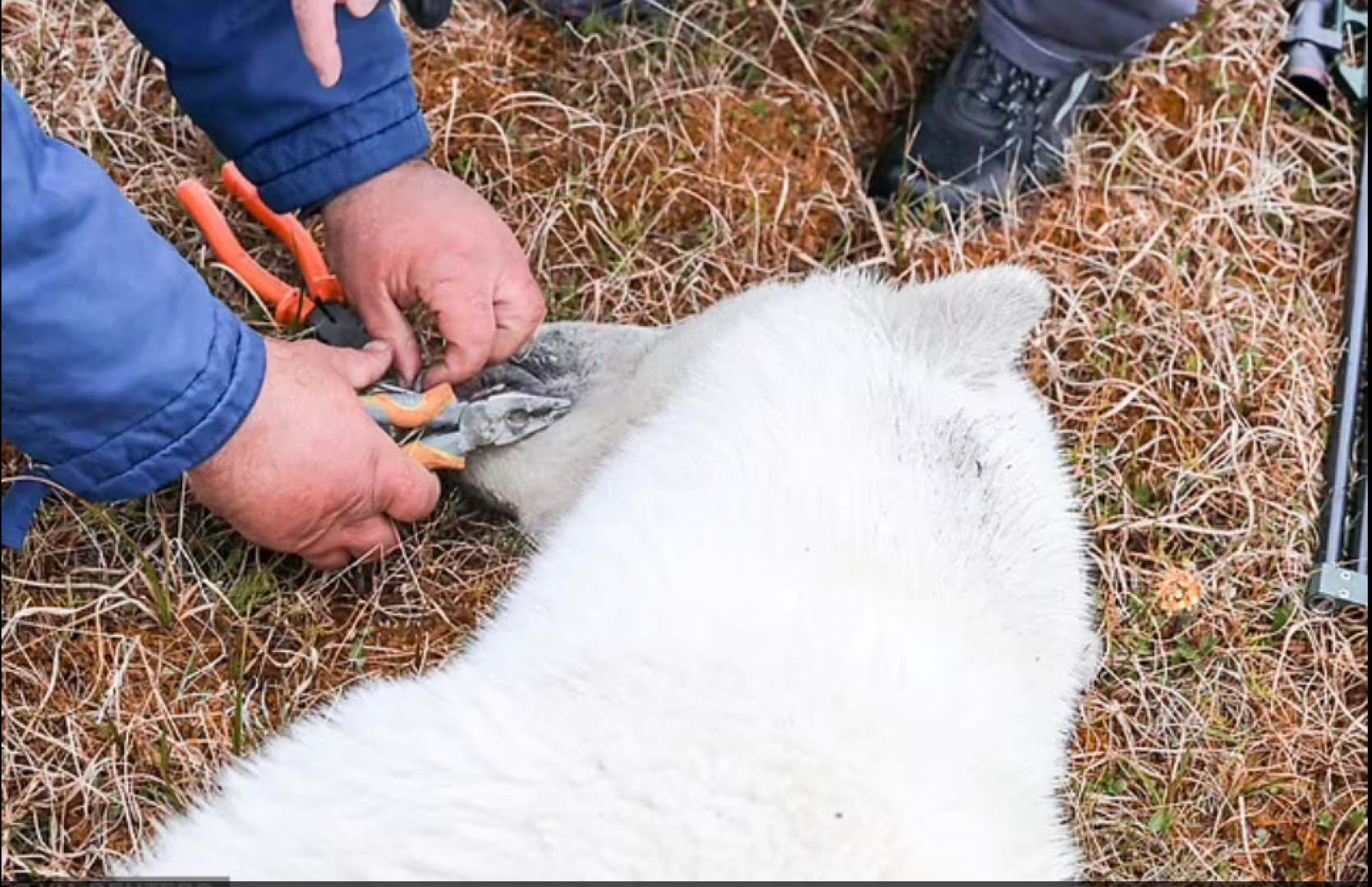 القطب الشمالي : إنقاذ دب قطبى جائع علق لسانه داخل علبة الحليب المكثف .. صور