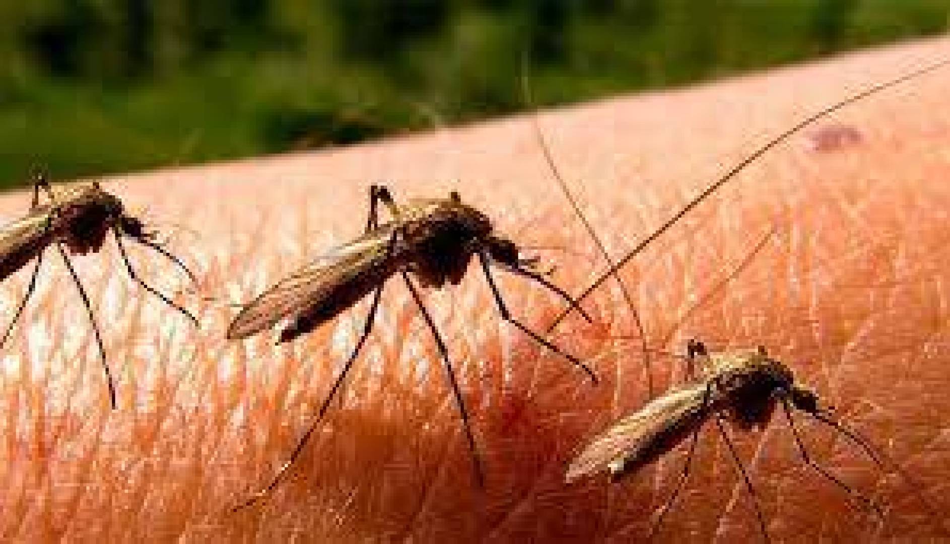 طبيبة روسية تكشف سر انجذاب البعوض إلى بعض الأشخاص أكثر من غيرهم