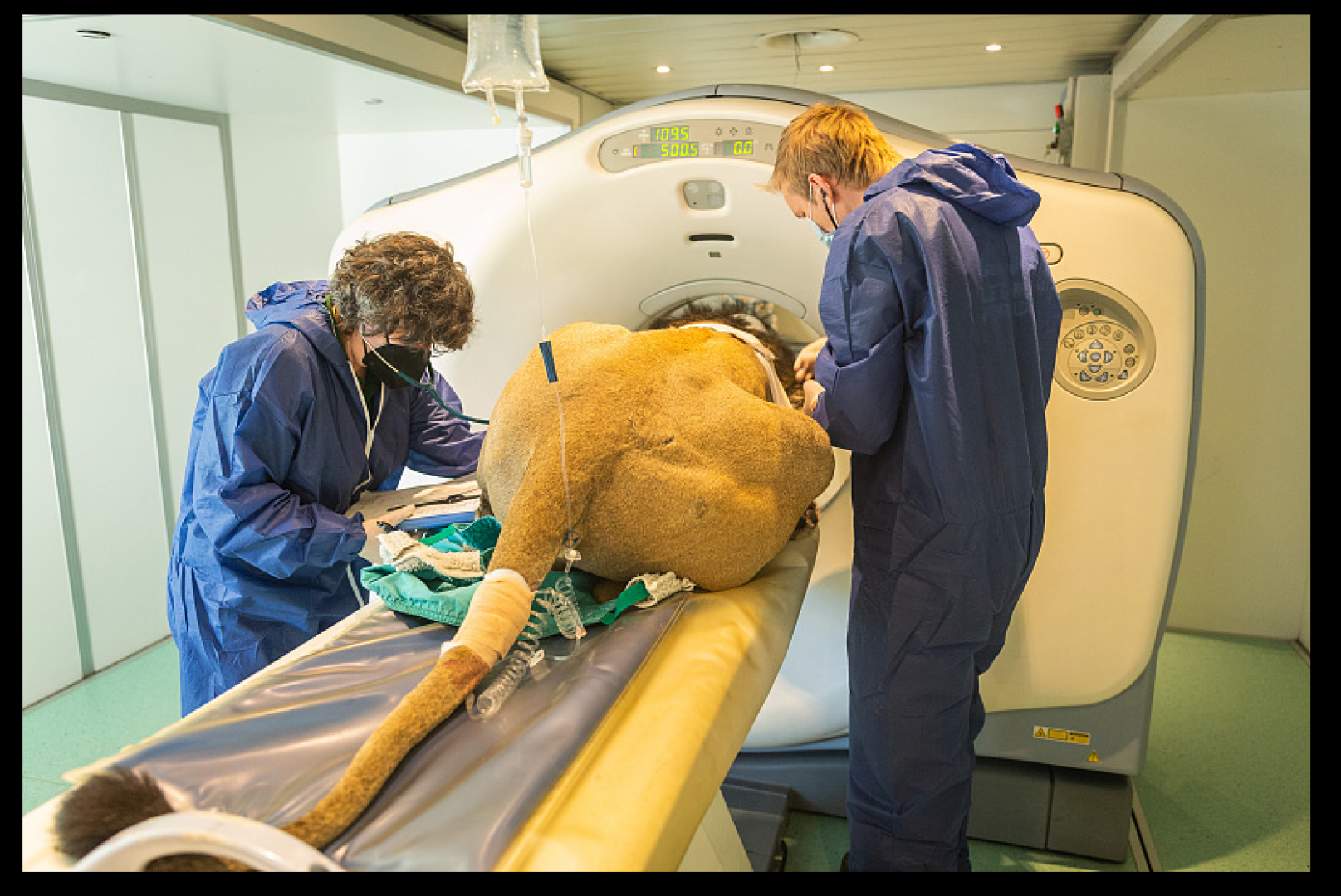 أسد مهدد بالانقراض يخضع لفخص أشعة مقطعية عبر جهاز CAT في لندن .. صور