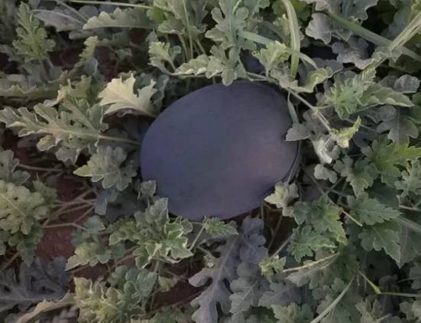 ماهي الأطعمة الأغلى سعرا في العالم