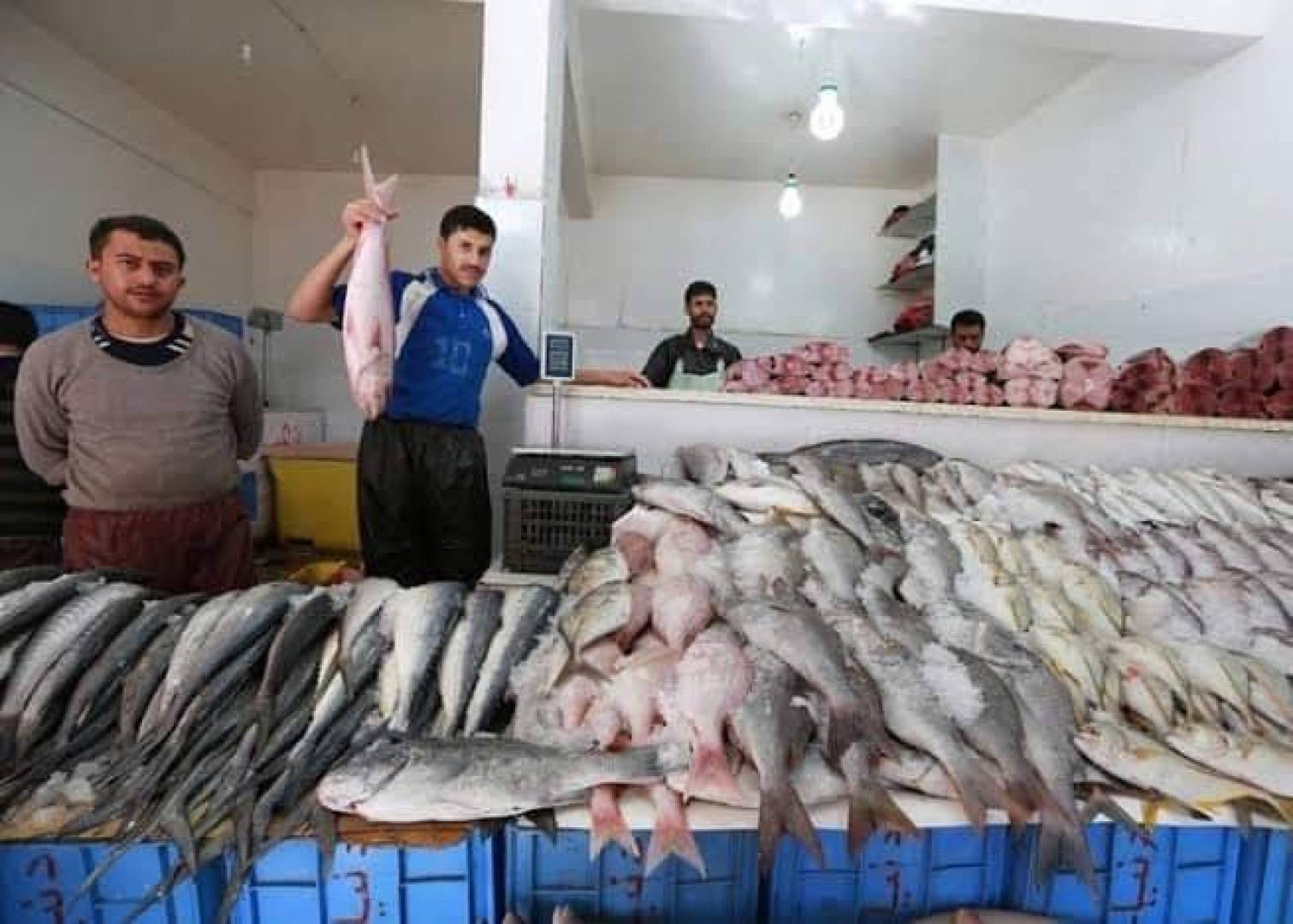 نفوق الآلاف من الأسماك في ساحل أبين بعدن جنوبي اليمن/ عبده بغيل