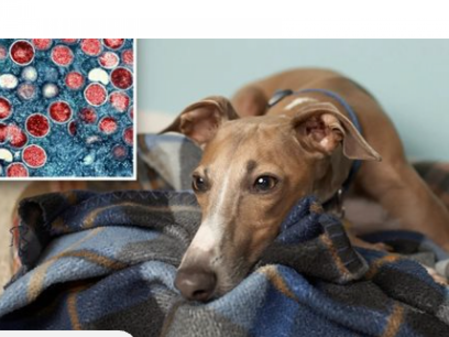 الإبلاغ عن أول عدوى لفيروس جدري القرود من إنسان إلى كلب