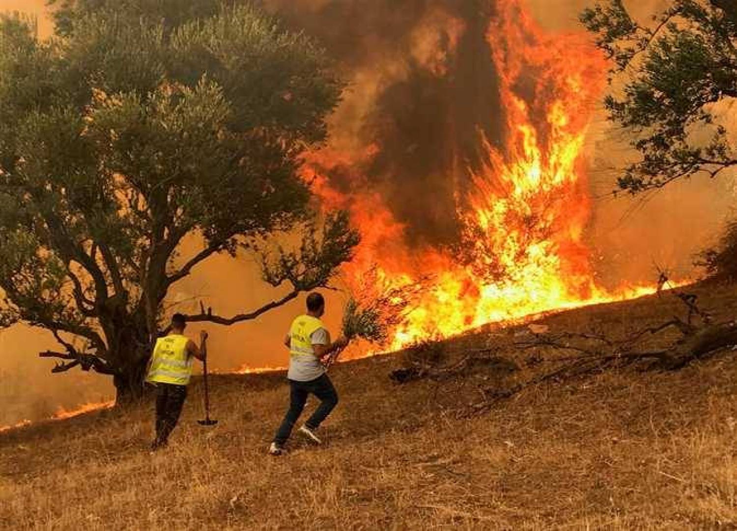 علماء: حرائق الغابات تسببت في حالات طقسية شاذة