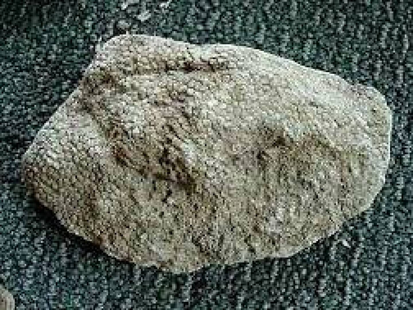 باحثون يكتشفون أحفورة أقدم حيوان مفترس معروف على الأرض