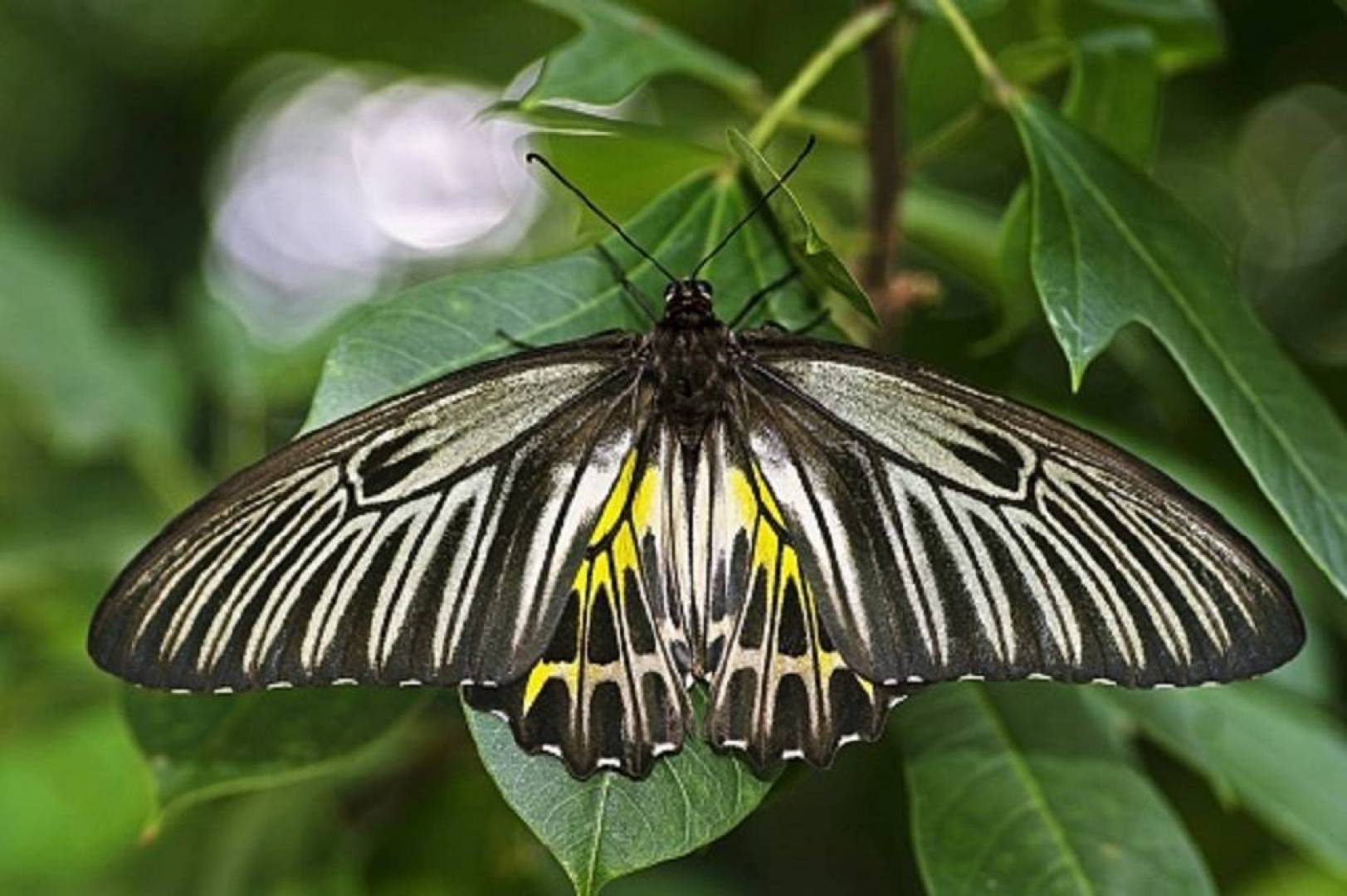 شاهد بالصور ظهور الفراشة الذهبية الأجمل في العالم في غابات شنونغجيا الصينية