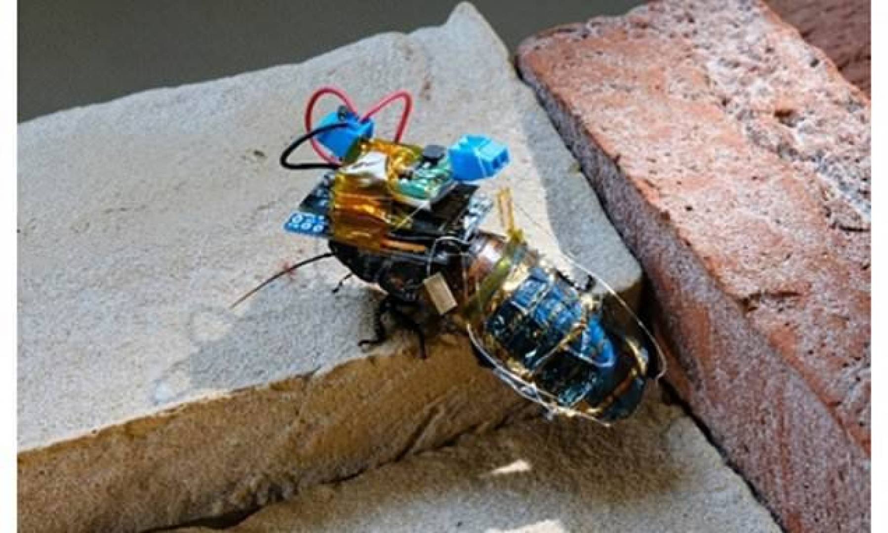 يابانيون يصنعون صراصير 