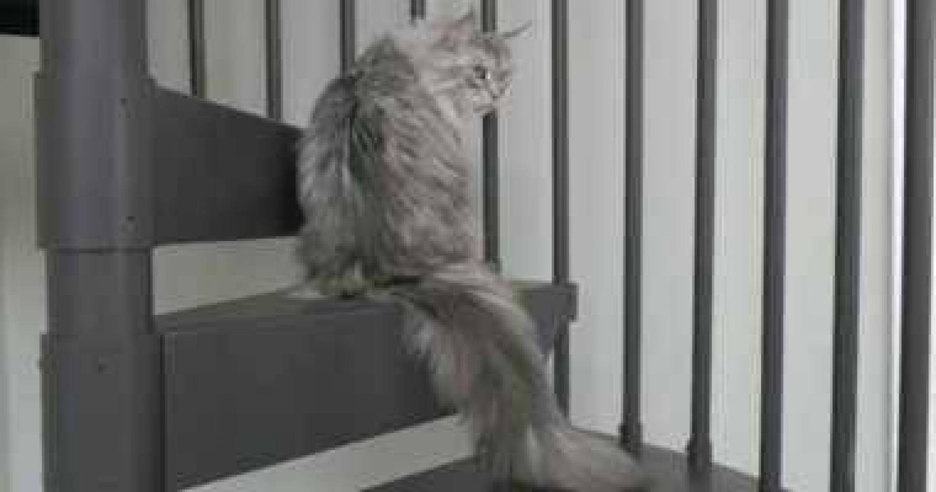 القط فنرير يدخل موسوعة جينيس للأرقام القياسية .. اعرف السبب