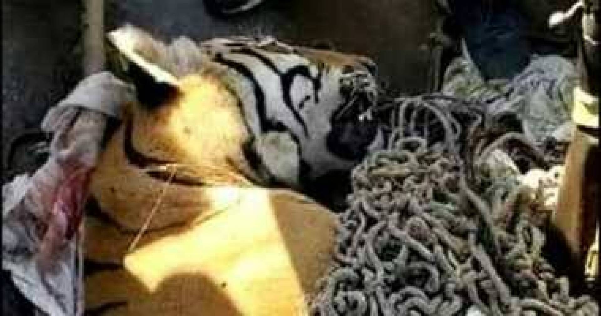 بالفيديو 200 شخص يشاركون فى قتل نمر يسمى بآكل البشر في الهند