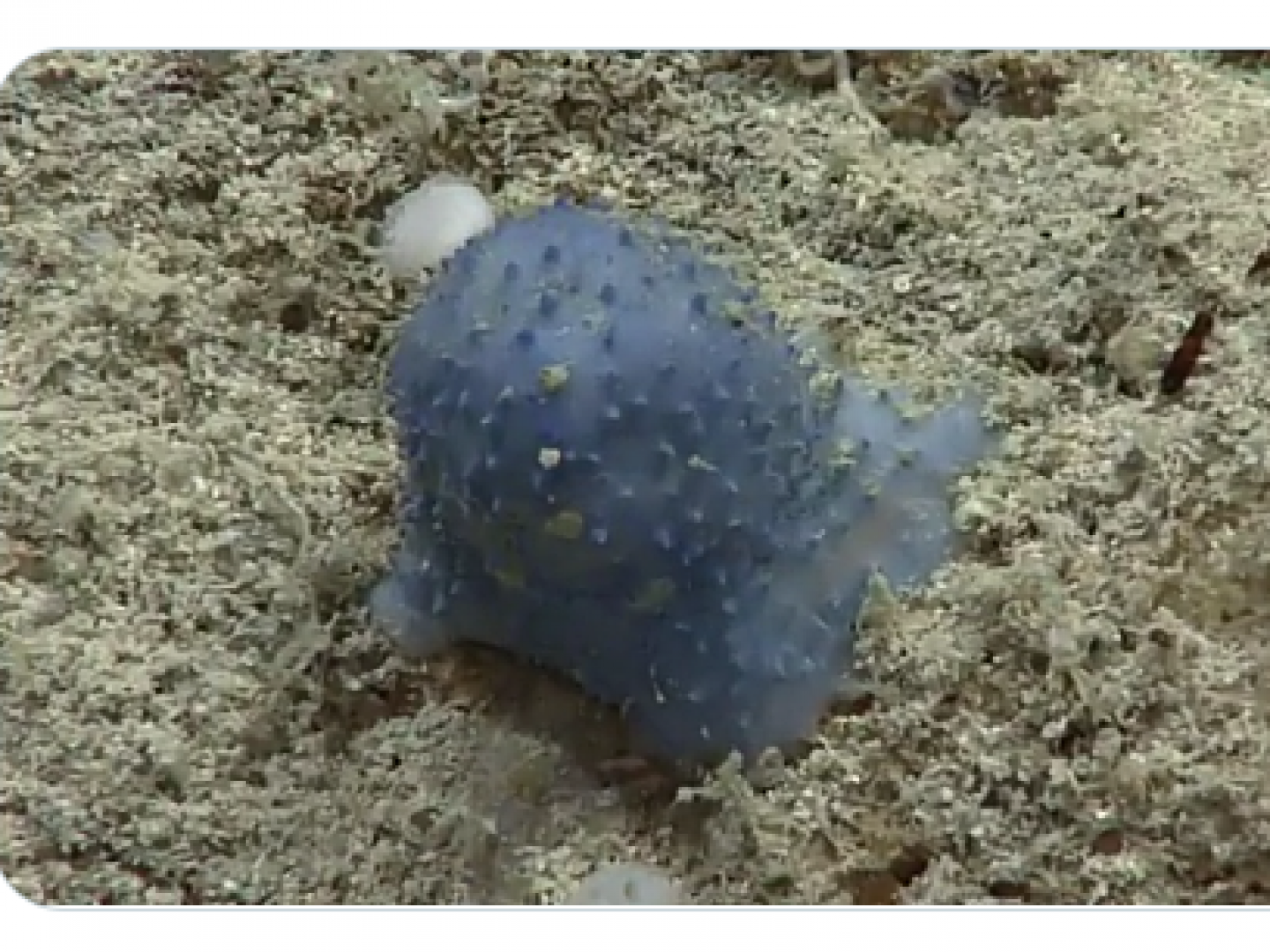 بالفيديو رصد كائن أزرق غريب مثير للدهشة في قاع المحيط الكاريبي