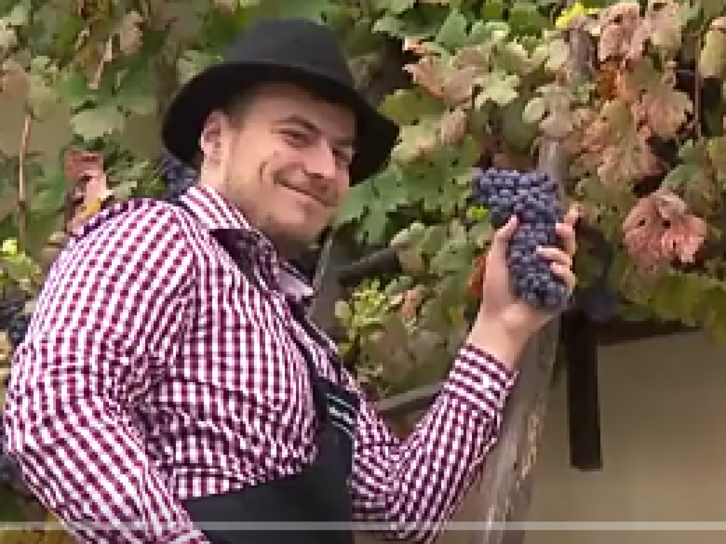 شاهد بالفيديو أقدم كرمة في العالم تدخل موسوعة غينيس للأرقام القياسية