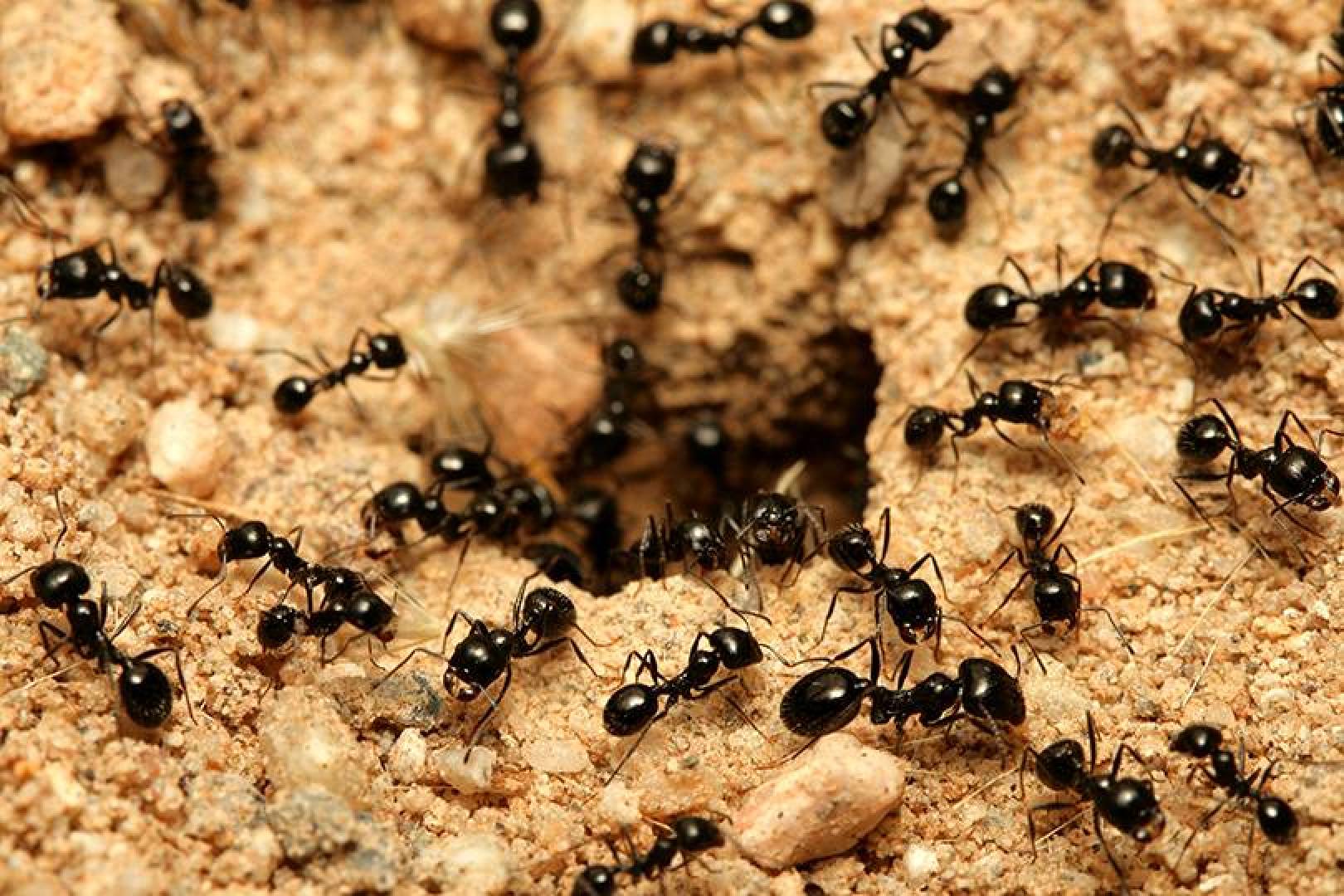 ماهو عدد النمل الذي يعيش على كوكبنا وماوزنه وأنواعه