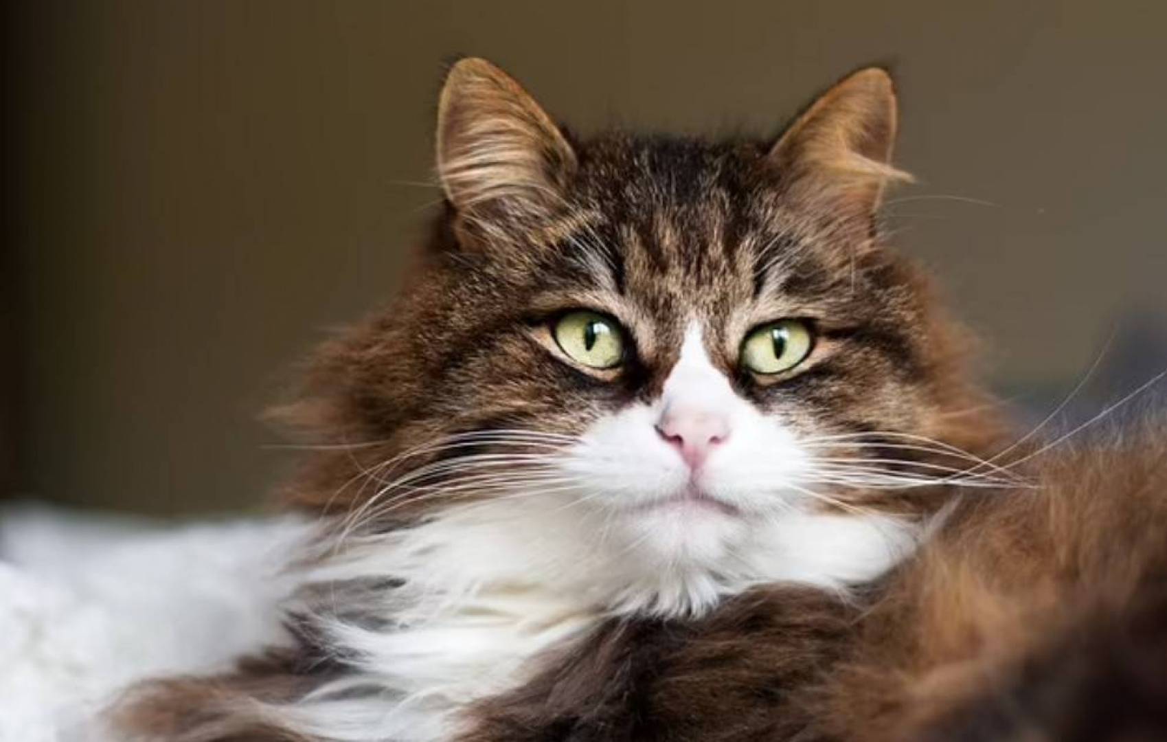 ابتكار تطبيق جديد يُمكن مالكي الحيوانات الأليفة من التحدث إليهم