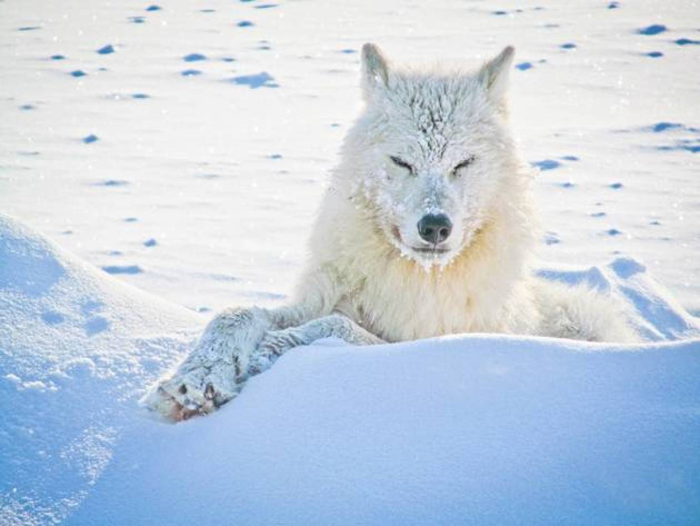 علماء صينيون يستنسخون أول ذئب قطبي من تخليق نواة خلية مع بويضة كلبة