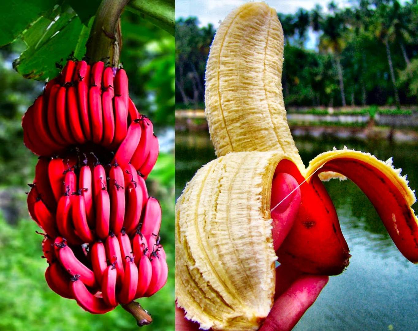 تعرف على الفوائد الصحية الموجودة في الموز الأحمر