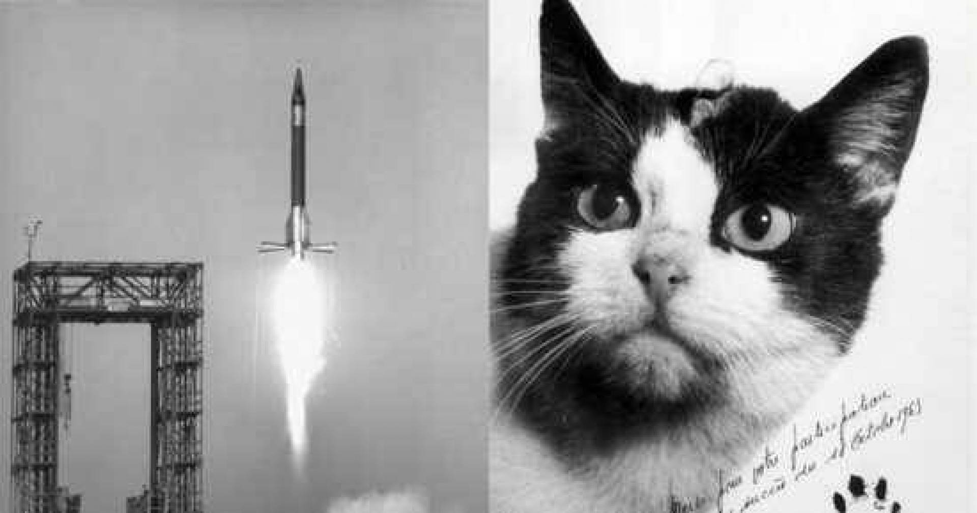 قصة أول قطة طارت إلى الفضاء وعادت إلى الأرض