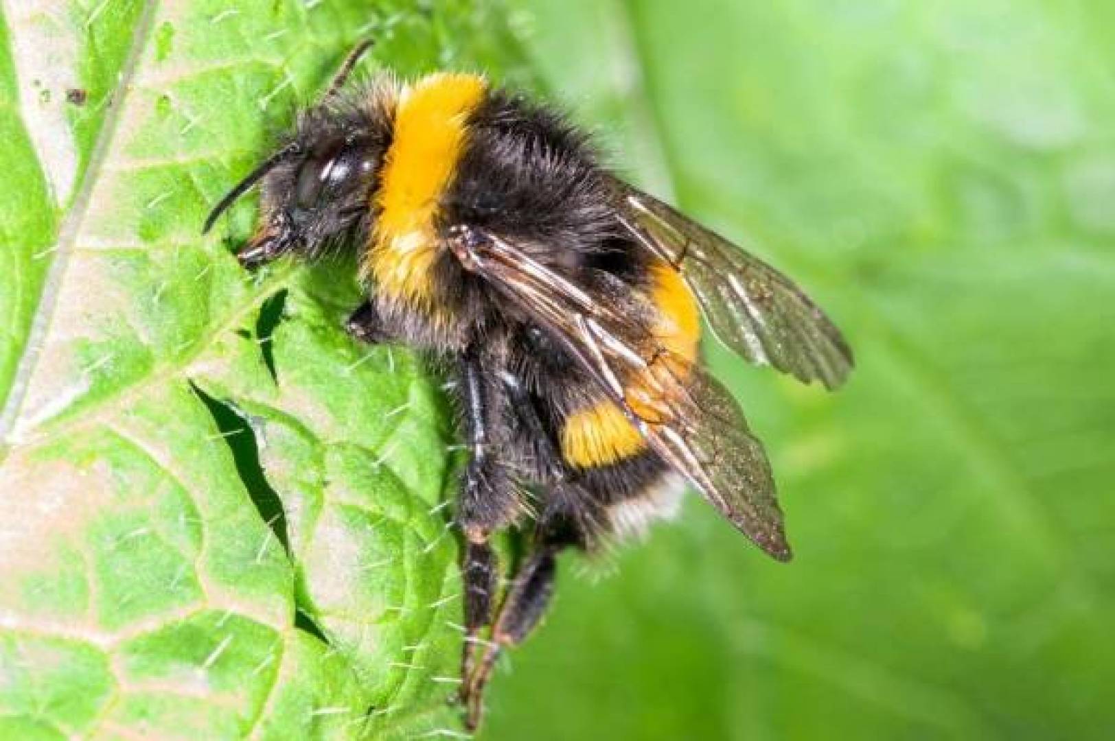اكتشاف أنواع من النحل الطنان في القطب الشمالي