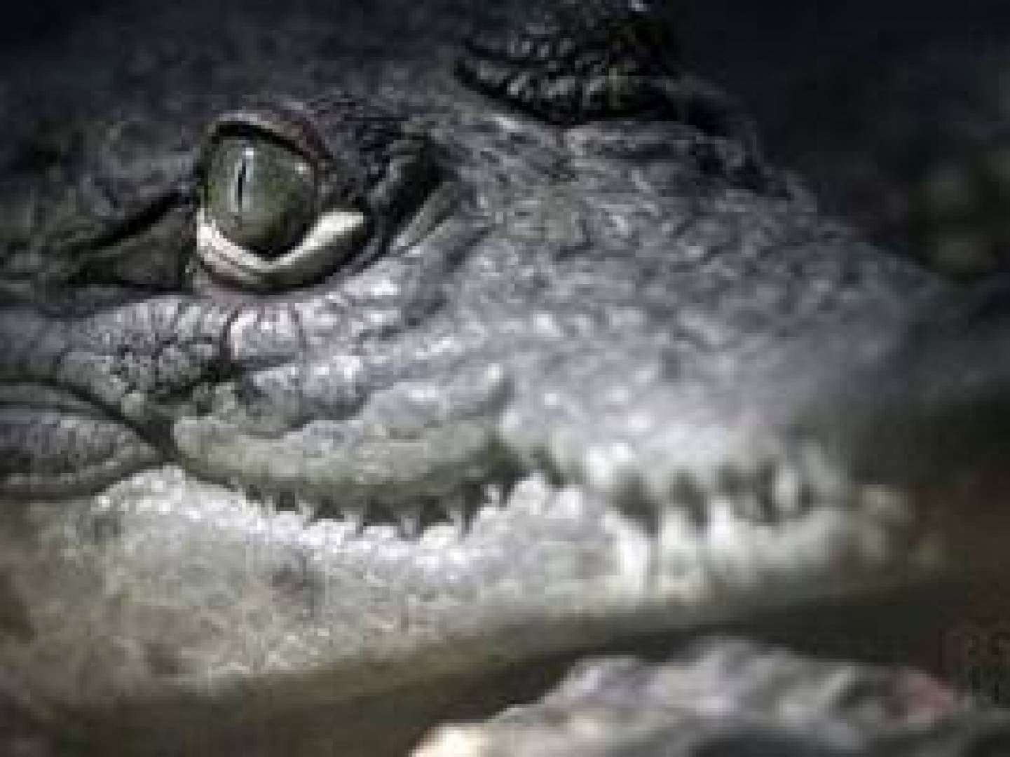 اعرف سر دموع التماسيح الكاذبة