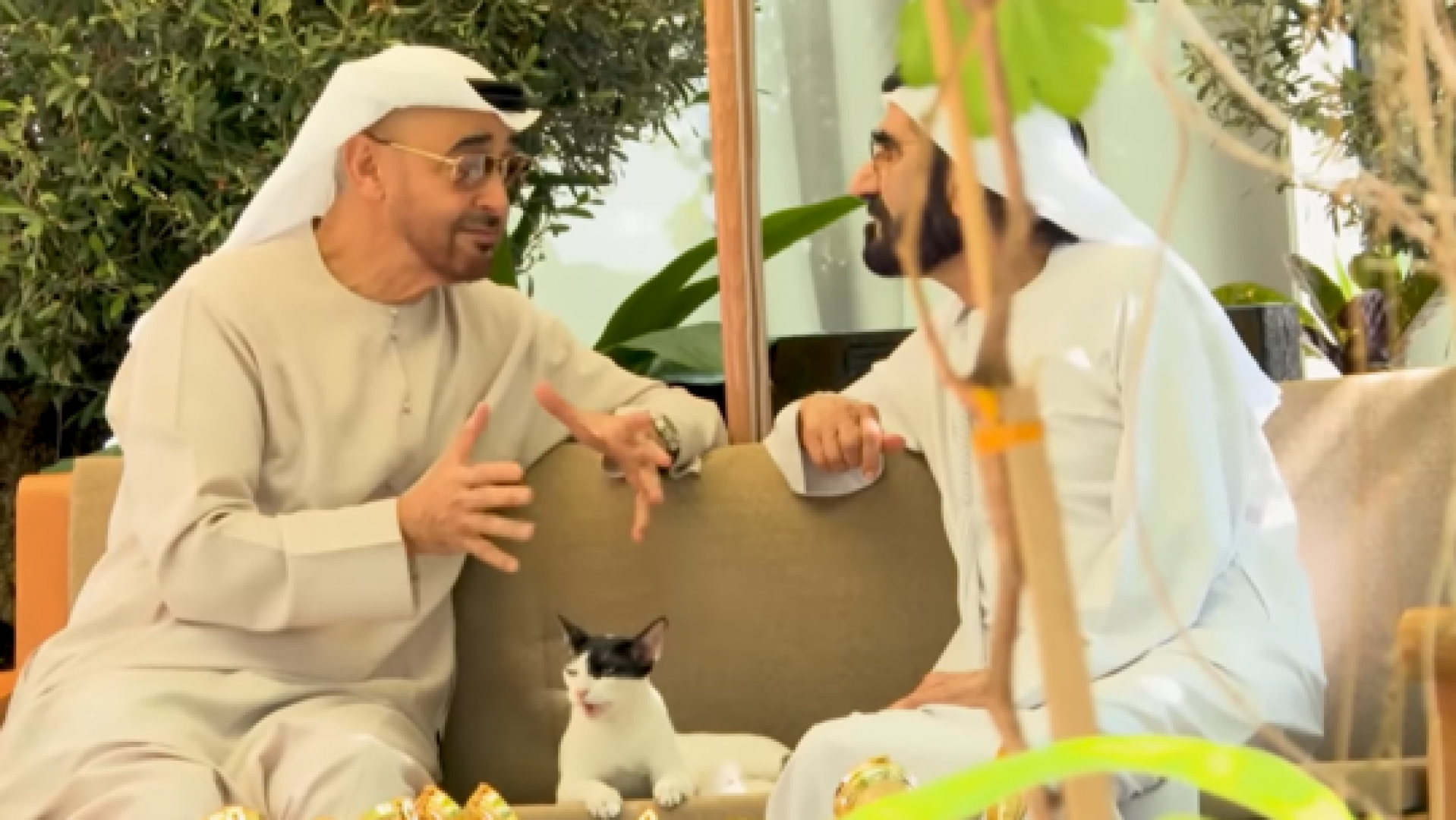 قصة القطة التي توسطت لقاء محمد بن زايد ومحمد بن راشد (فيديو + صور)