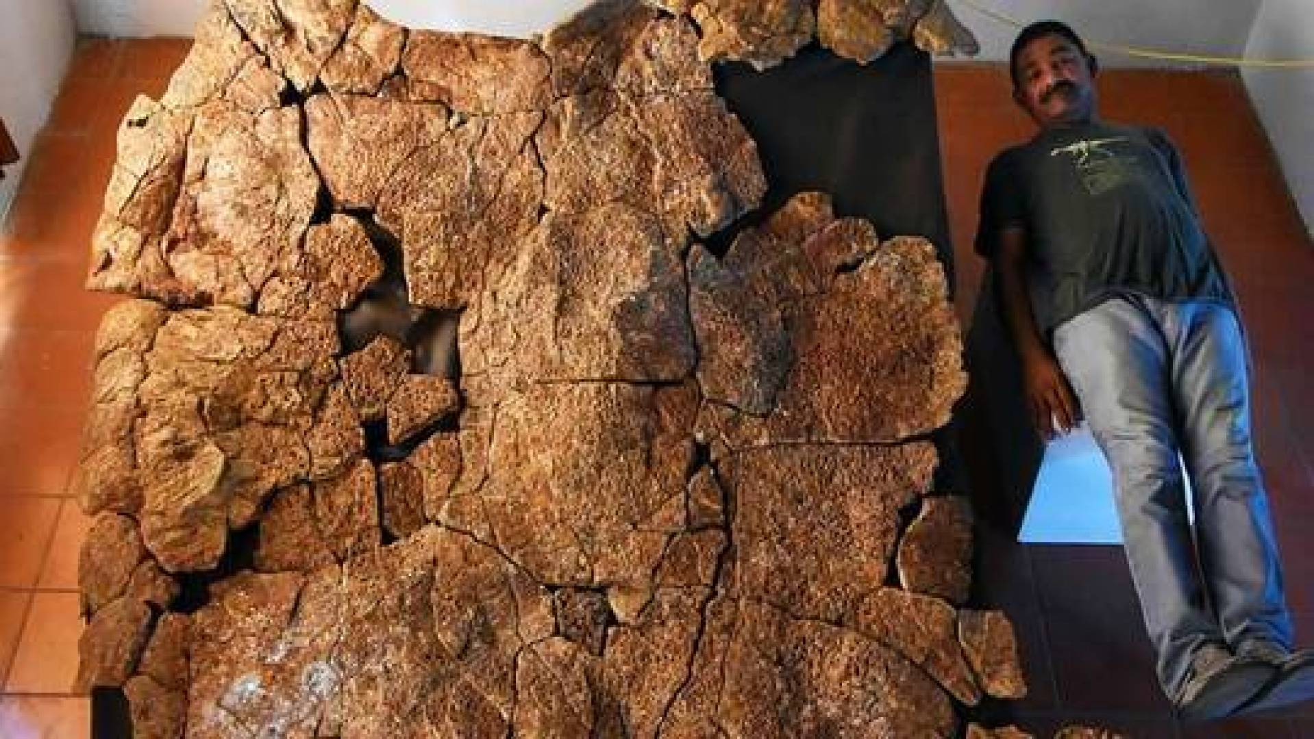 علماء آثار يكتشفون أحفورية لواحدة من أكبر السلاحف في تاريخ الأرض