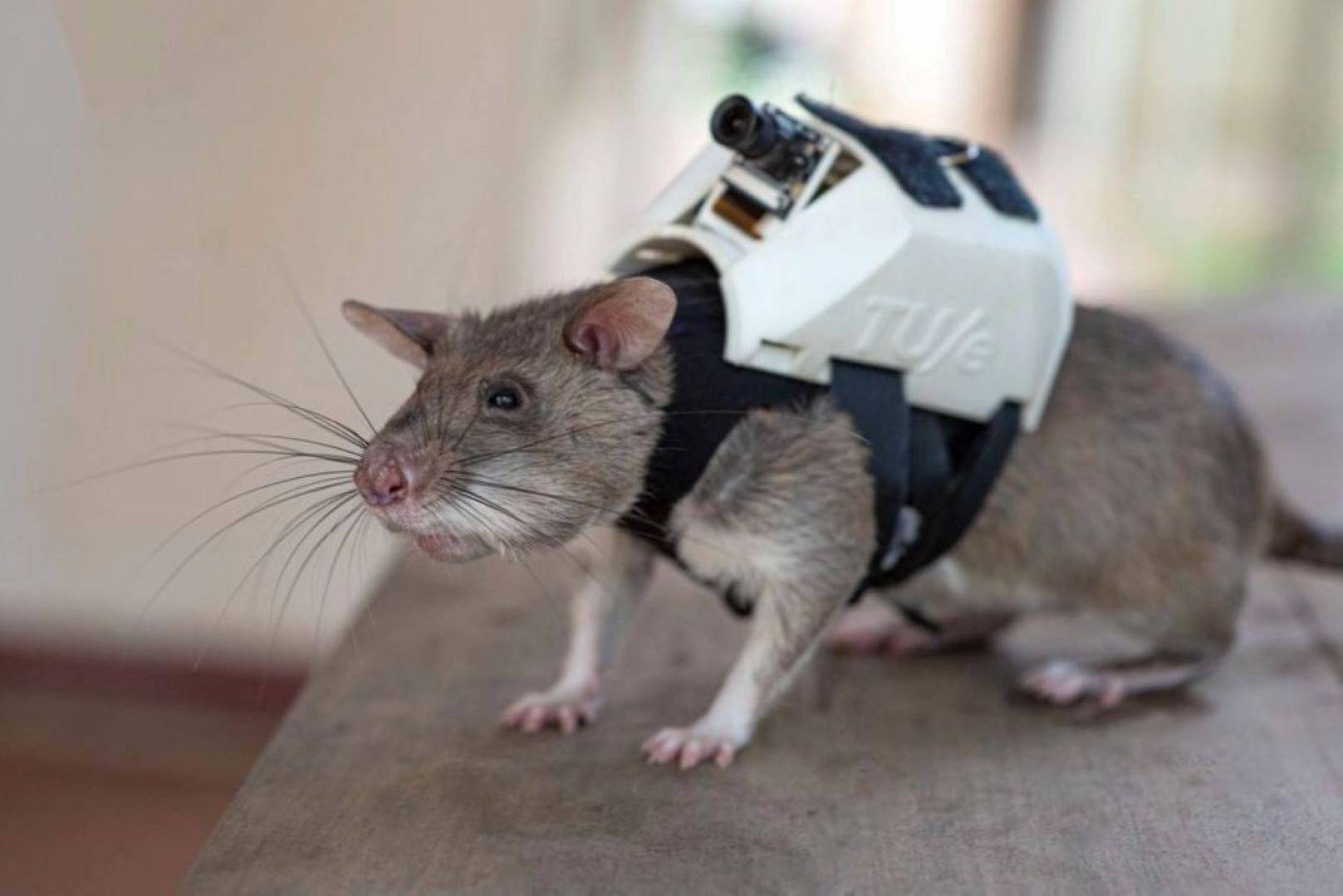 حقيبة على ظهر الفئران لانقاذ حياة البشر .. إليك التفاصيل