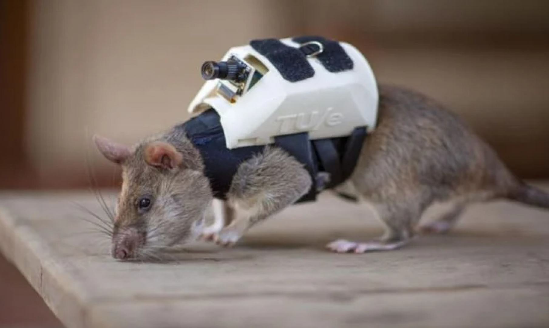 الهند : ابتكار فئران آلية للمساعدة فى عمليات الأمن والاستخبارات