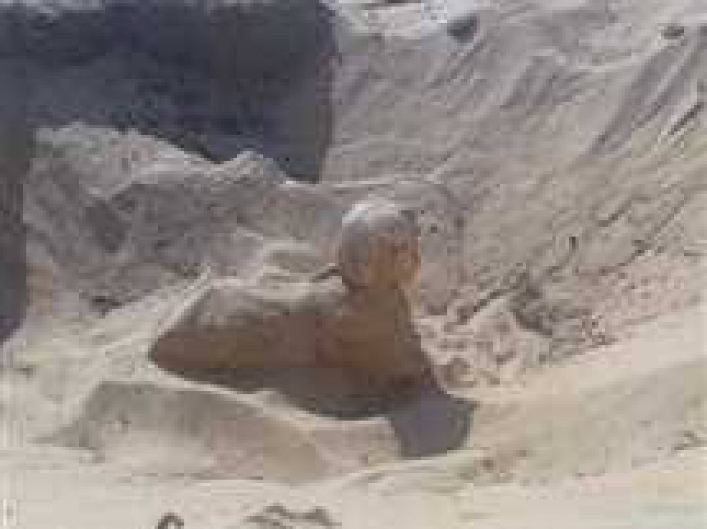 اكتشاف تمثال أثري ملكي قديم يشبه أبو الهول في مصر