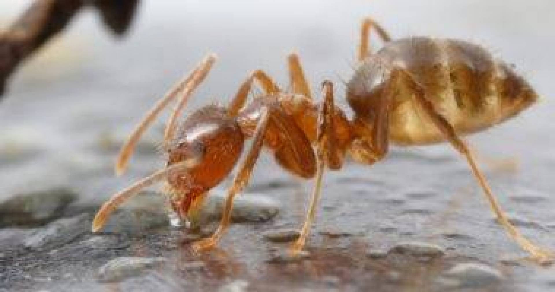 النمل الحريري يمتلك قدرة عالية على اكتشاف سرطان الثدي في مراحله المبكرة