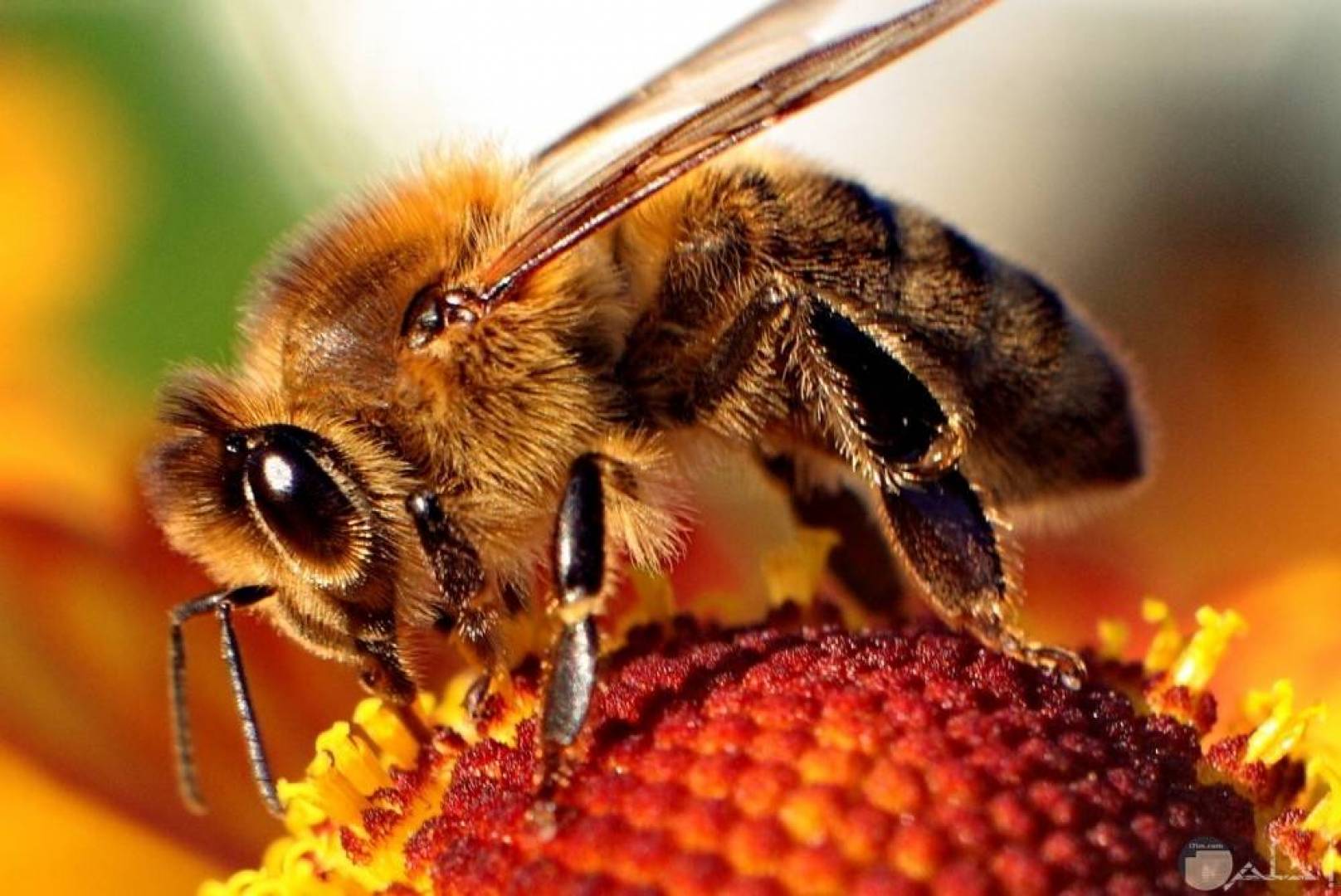 دراسة سلوكيات النحل من خلال تعديل الشفرة الجينية لدماغ النحل وجعله يتوهج