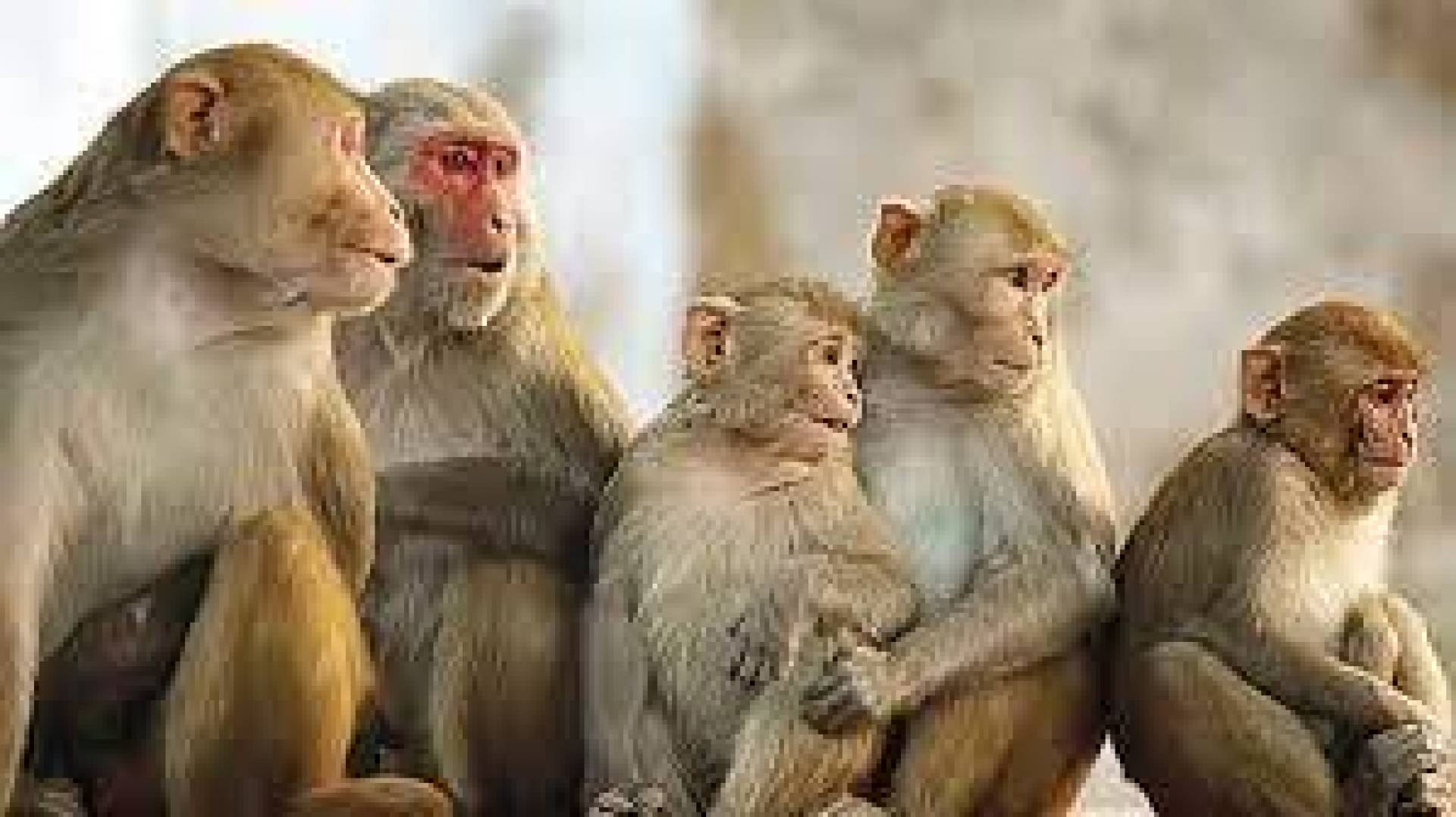 كتب الأستاذ حليم خاتون: إذا اتفق القردة، سرقوا المحصول... وإذا اختلفوا، أتلفوه