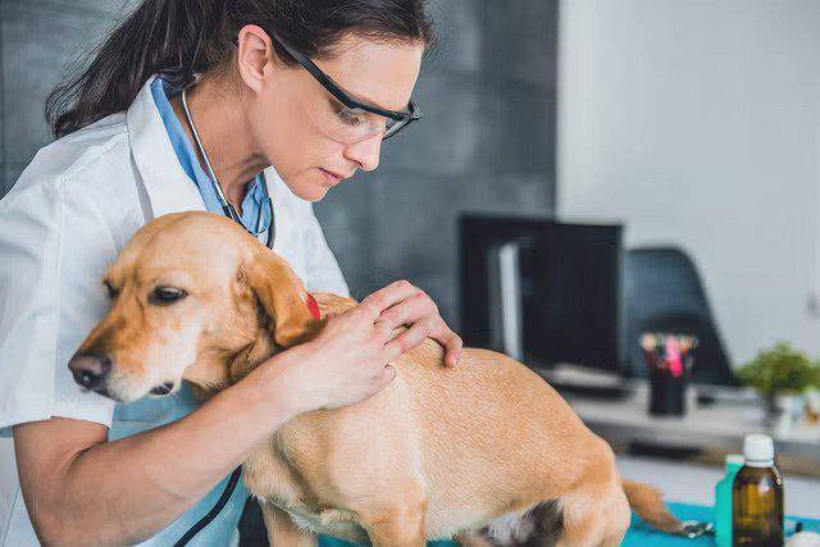 خضوع كلاب روسية لعلاج تجريبي ضد السرطان في مفاعل نووي
