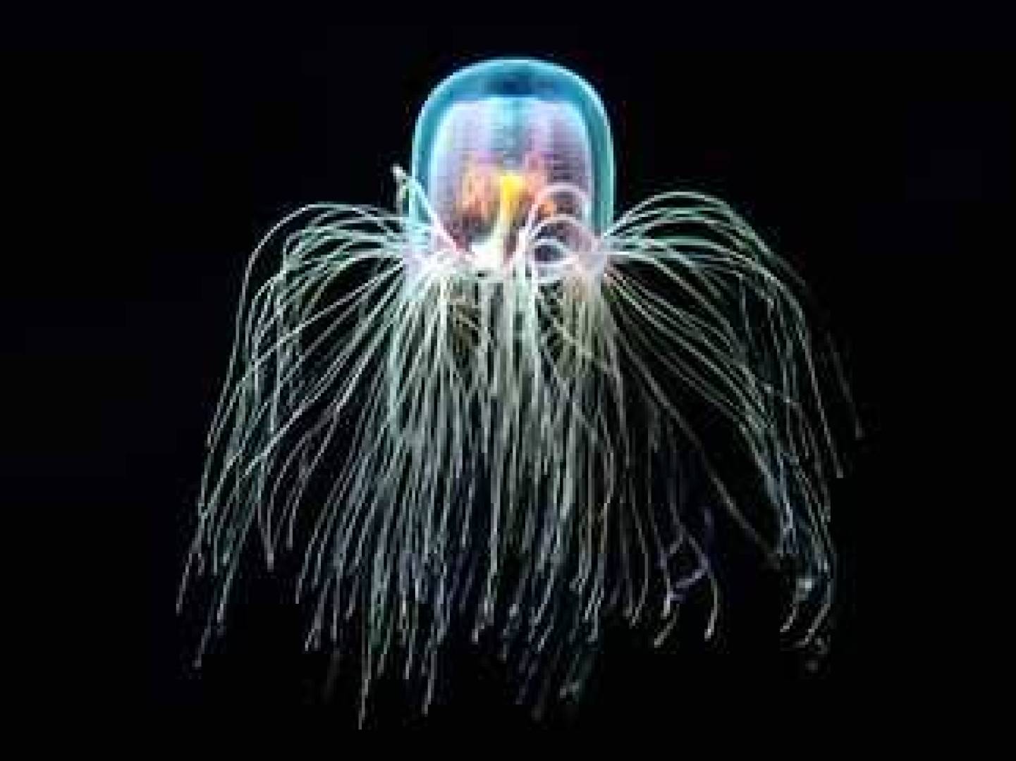 قنديل البحر Turritopsis dohrniiيمكنه العيش إلى الأبد