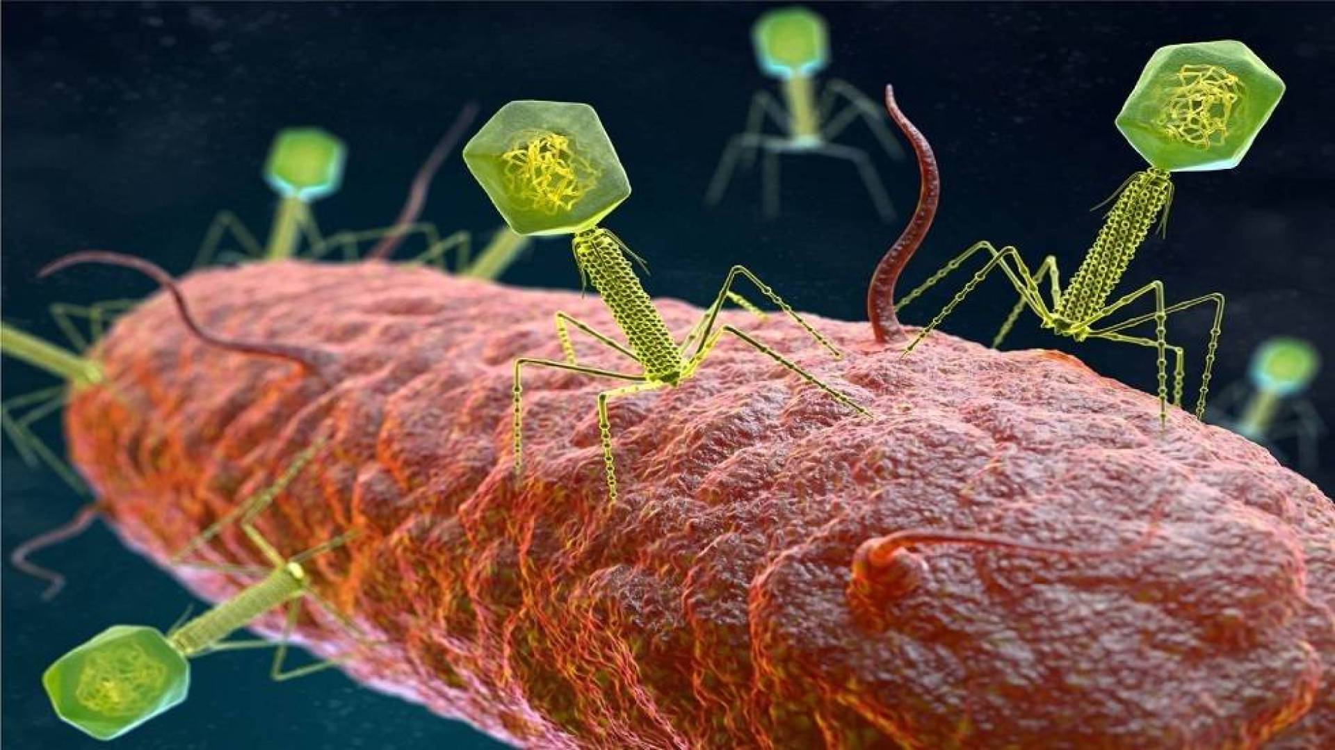 اكتشاف فيروس جديد يقضي على بكتيريا الأيروموناد الخطرة