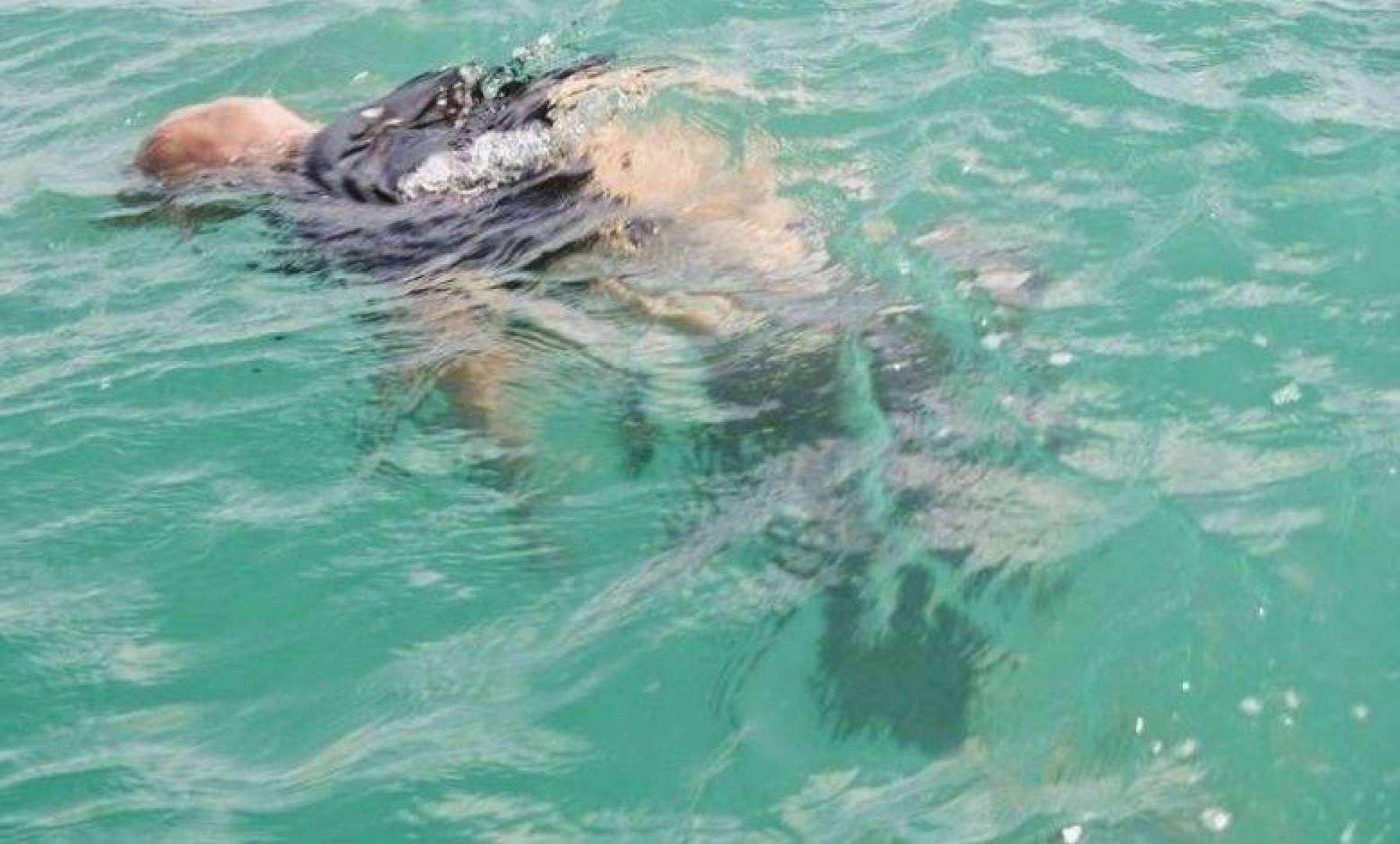 كيف يتحلل جسم الإنسان في الماء ؟