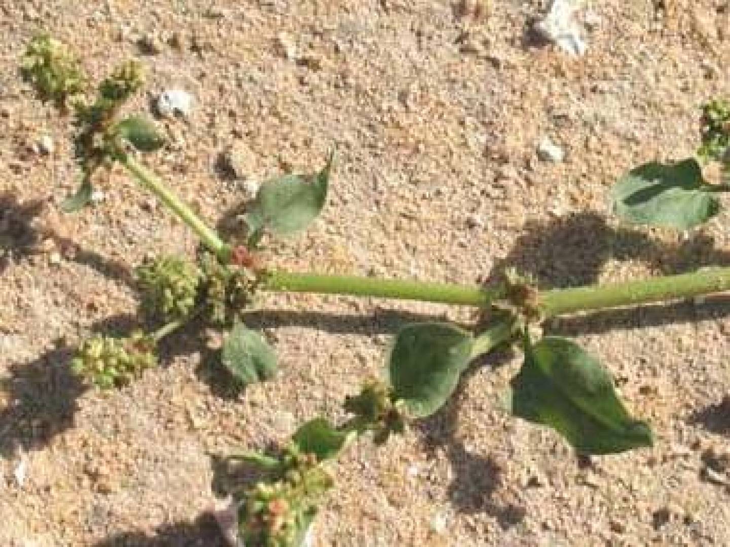 الفوائد الصحية والآثار الجانبية لنبات الضراس