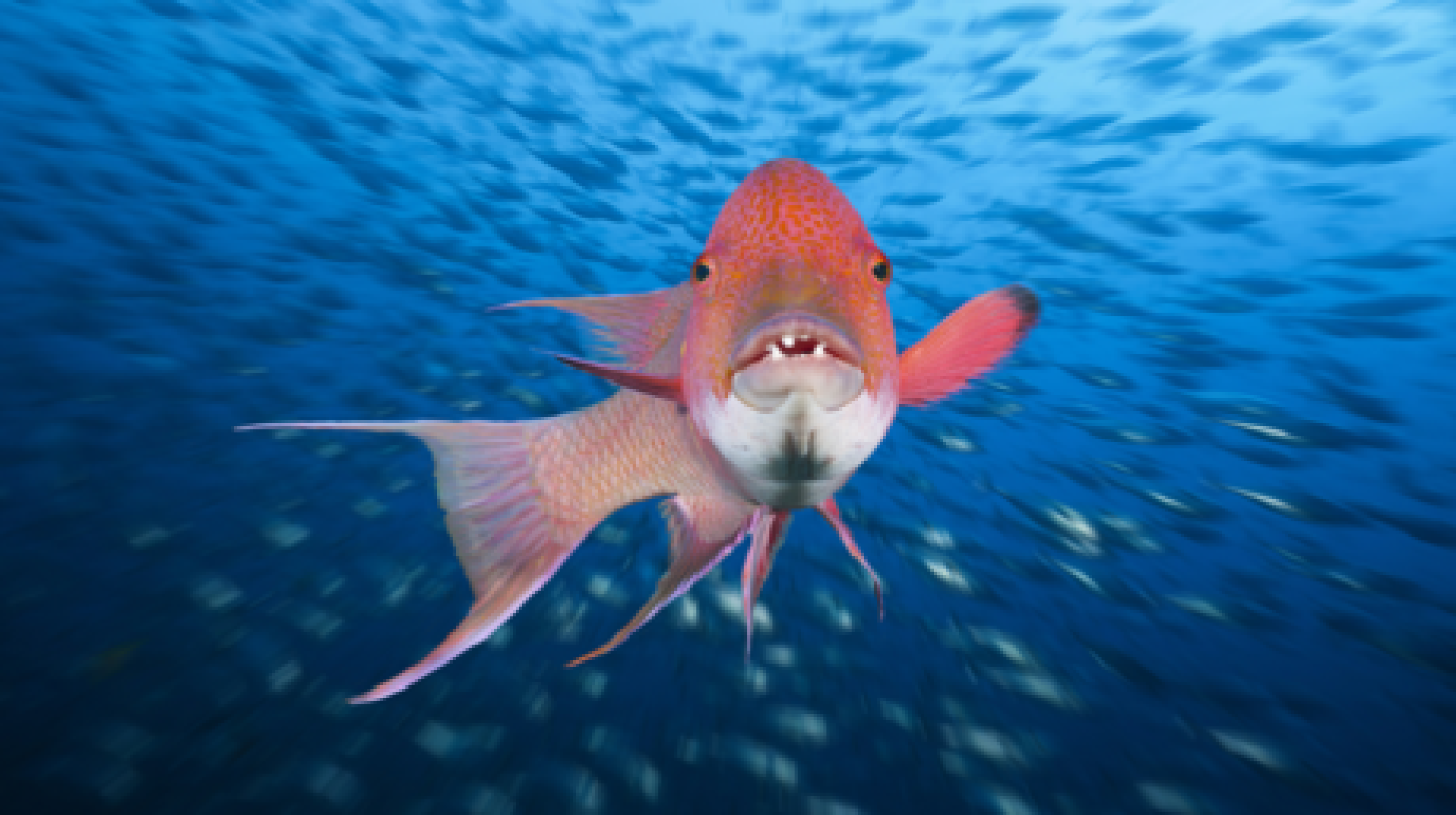 اكتشاف مدهش: سمكة hogfish تستطيع 