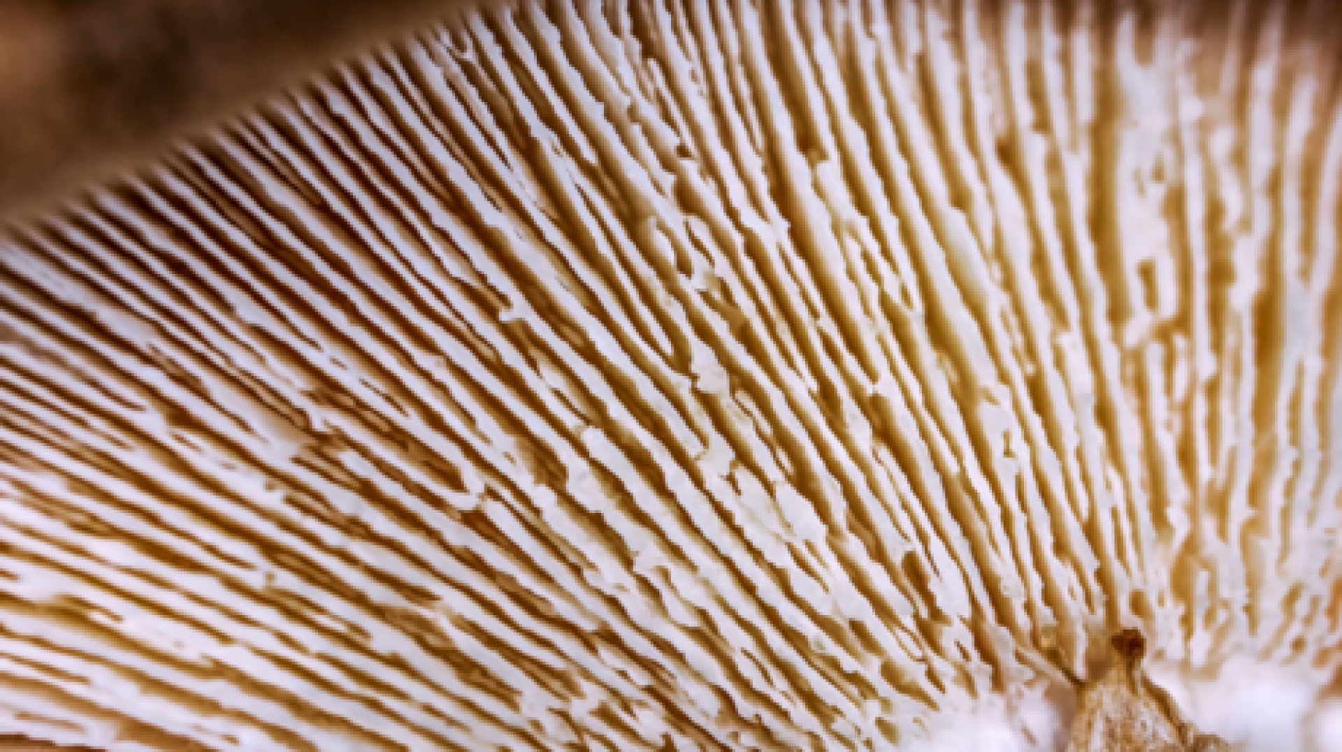 سلوك غريب: فطر يحنط الفريسة ويطلق ساقاً غامضة