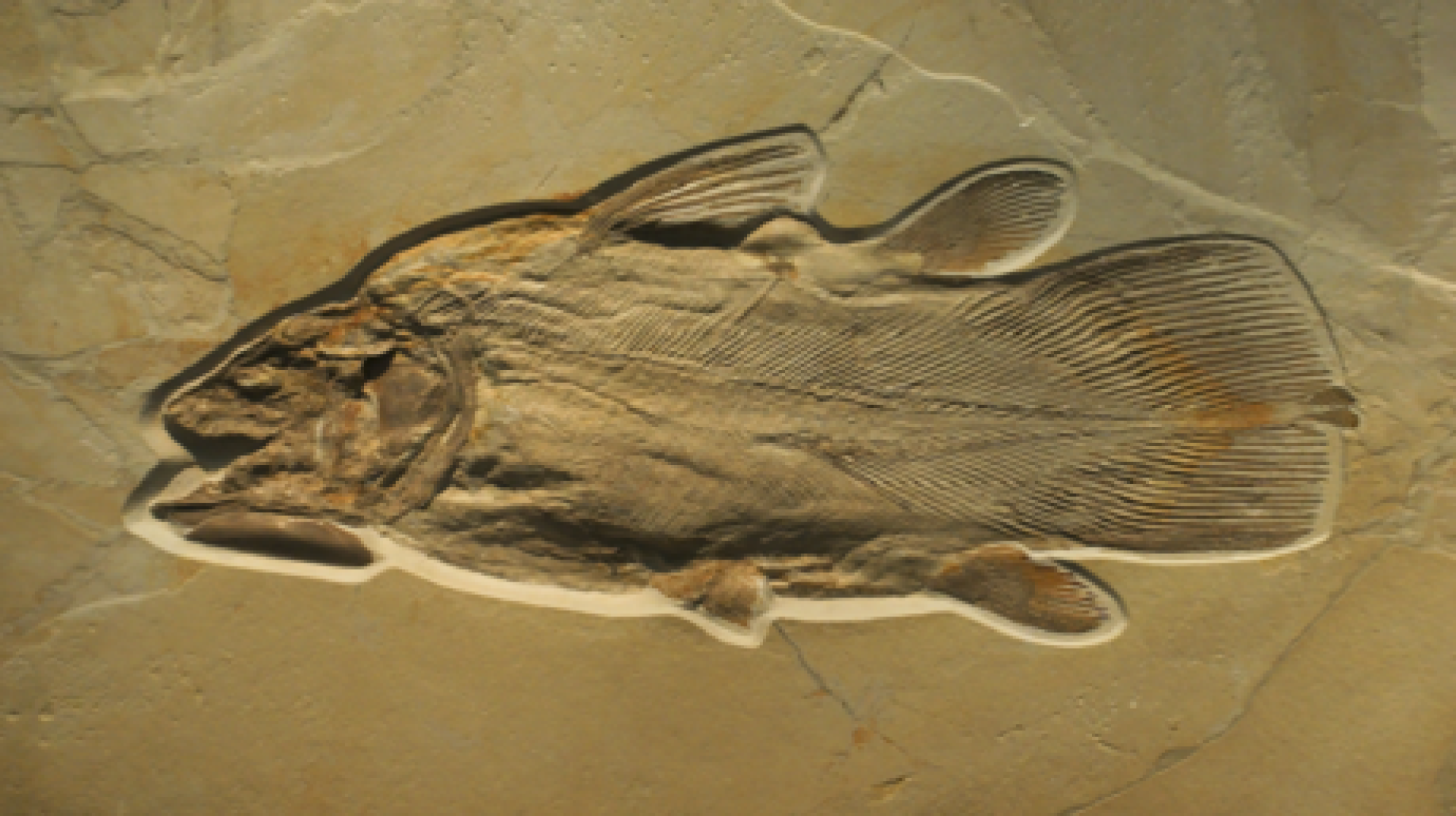جمجمة سمكة قديمة تعود لـ 455 مليون سنة تكشف عن تشريح جديد للفقاريات