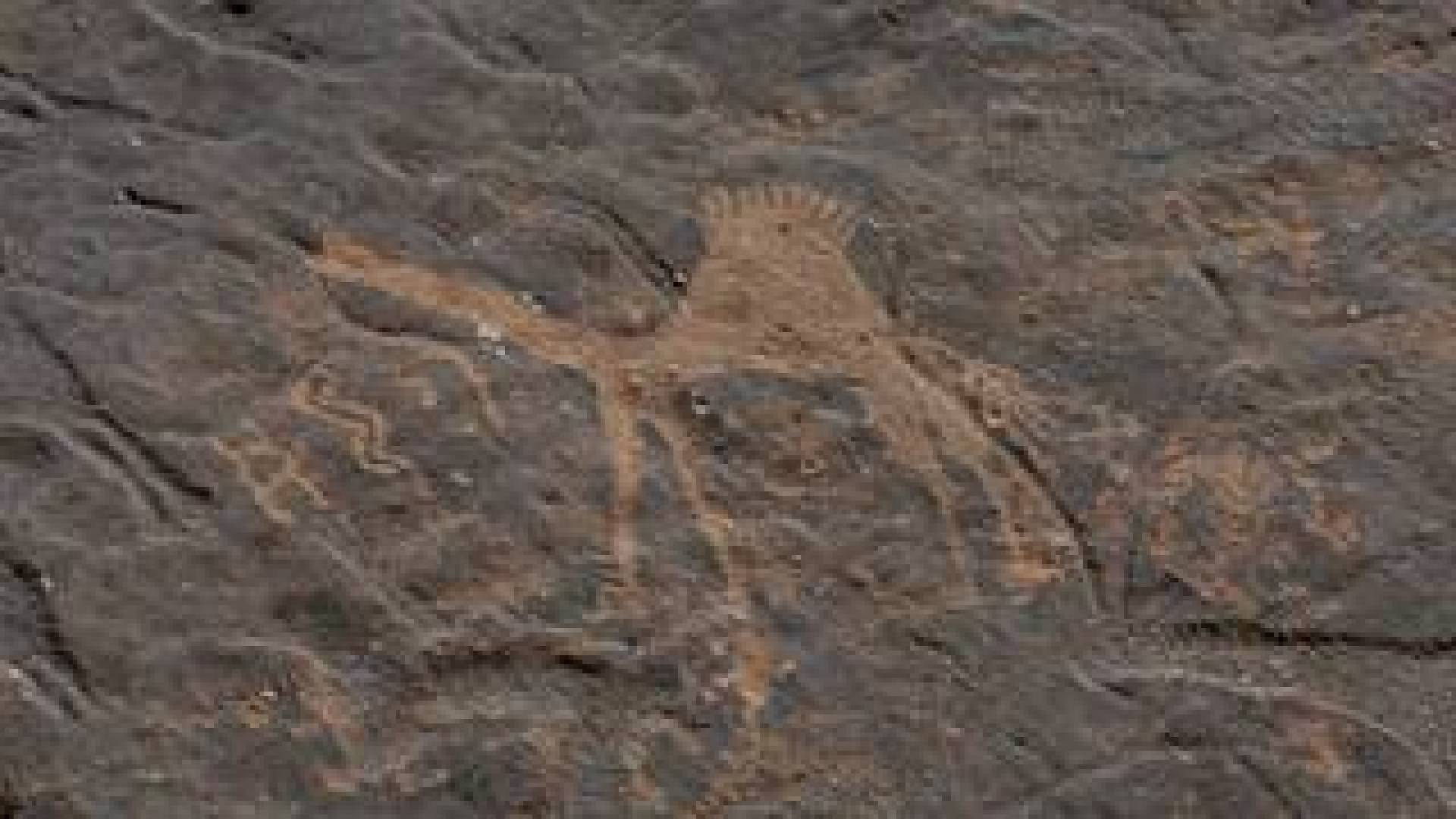 اكتشاف منحوتات الإبل الحجرية بالحجم الطبيعي في صحراء السعودية