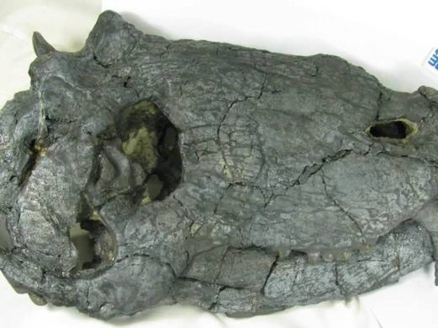 اكتشاف جمجمة كاملة لوحش مرعب عاش في البرازيل قبل الديناصورات