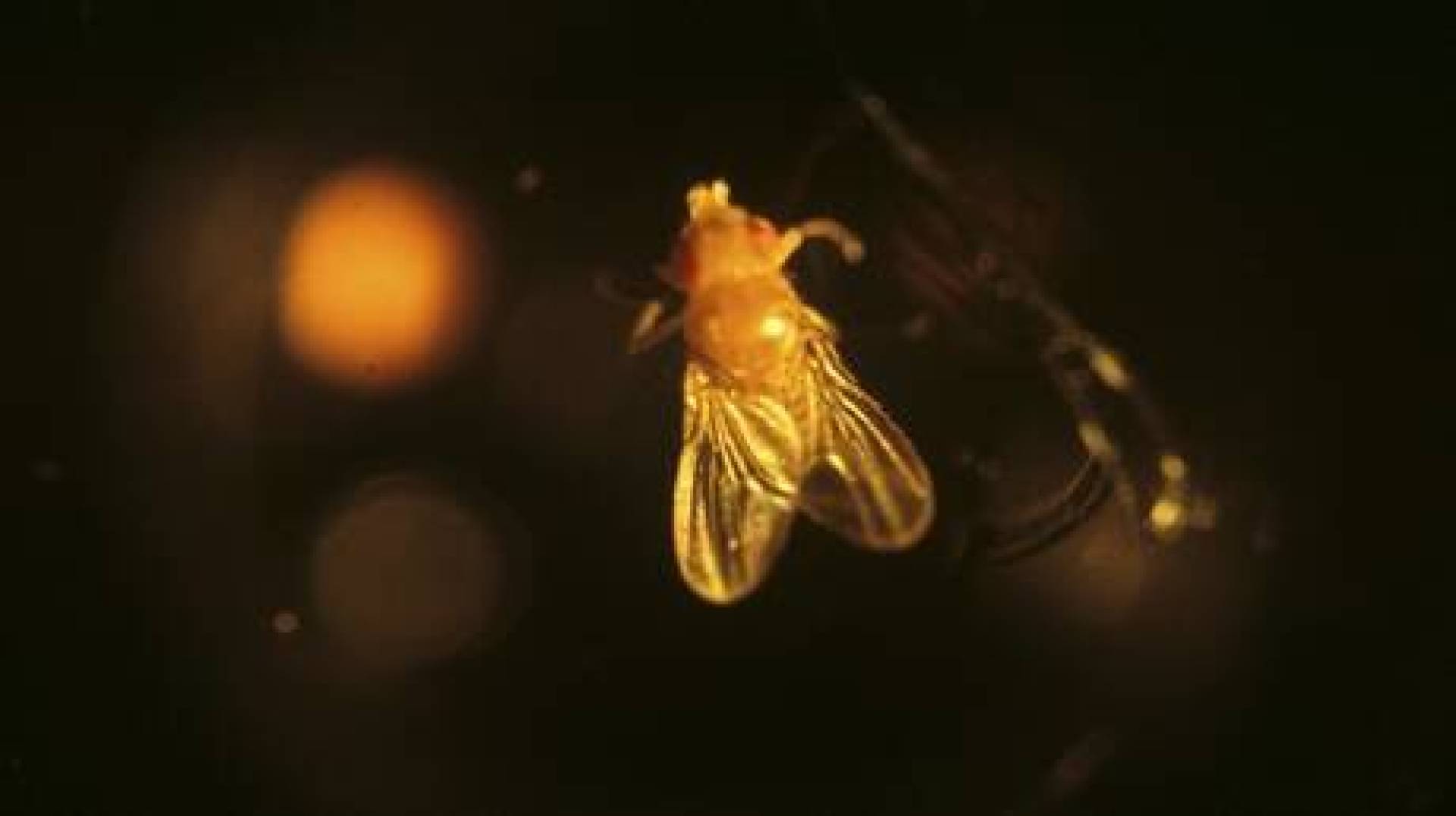 روسيا ترسل 1500 ذبابة فاكهة إلى الفضاء .. لدراسة الكائنات الحية في الظروف الفضائية