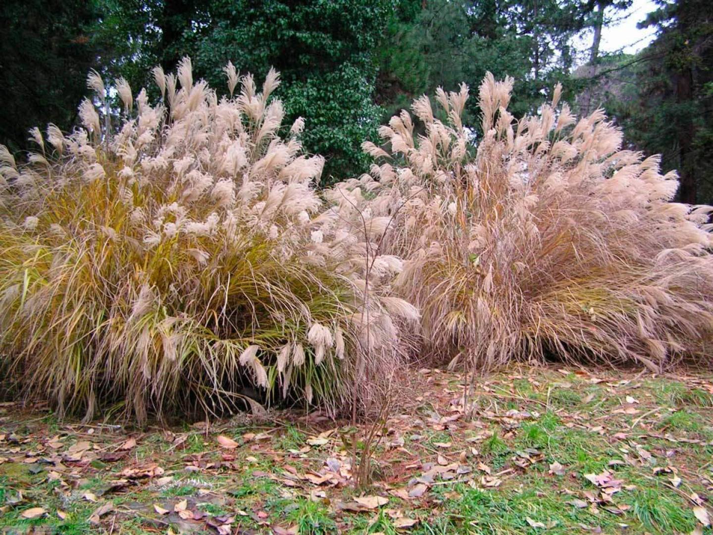 نبتة الميسكانثوس : ابتكار في صناعة الوقود الحيوي والسليلوز