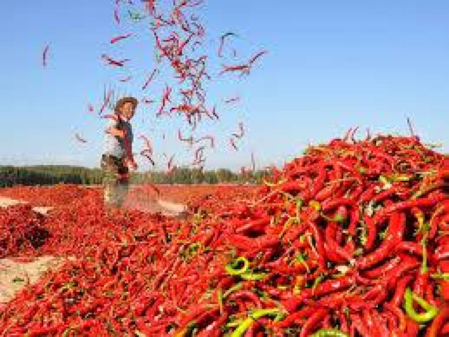 كيف يؤثر الفلفل الحار على جهازنا الهضمي ؟