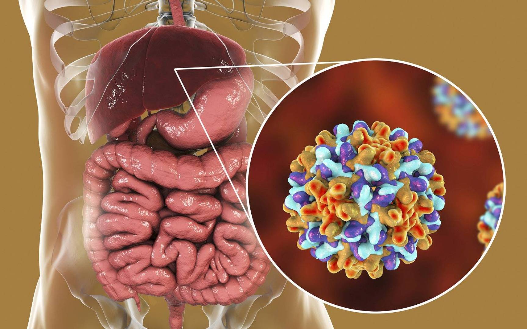 أسباب التهاب الكبد الفيروسي B وأعراضه وطرق تشخيصه وعلاجه