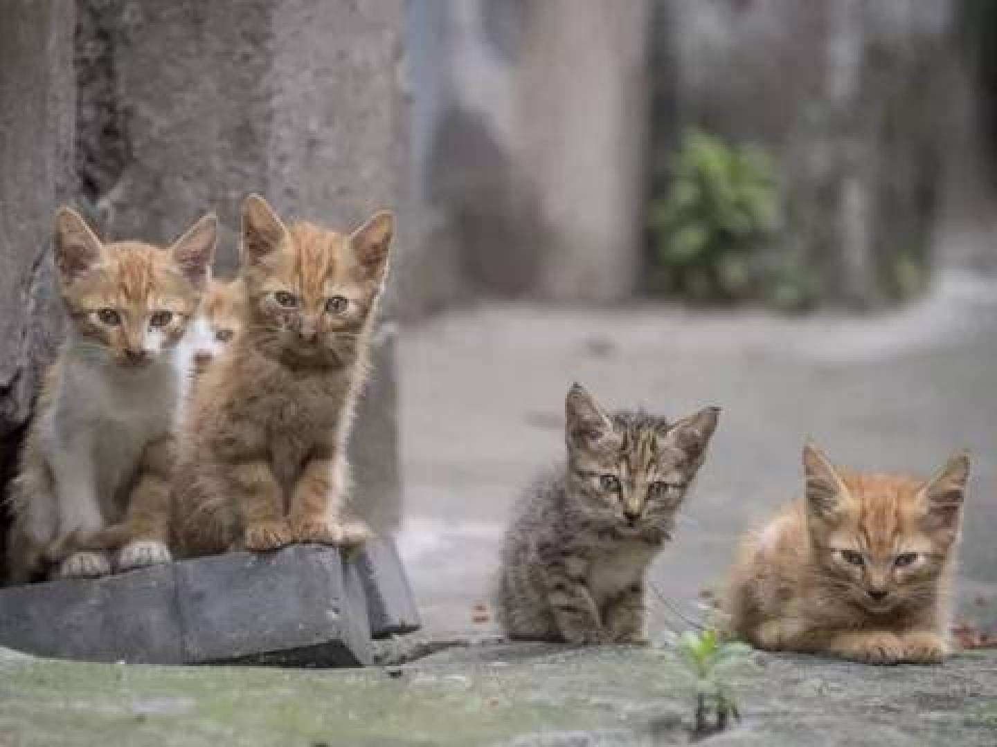 قطط تنشر مواد مشعة في مدينة بريطانية .. إليك التفاصيل