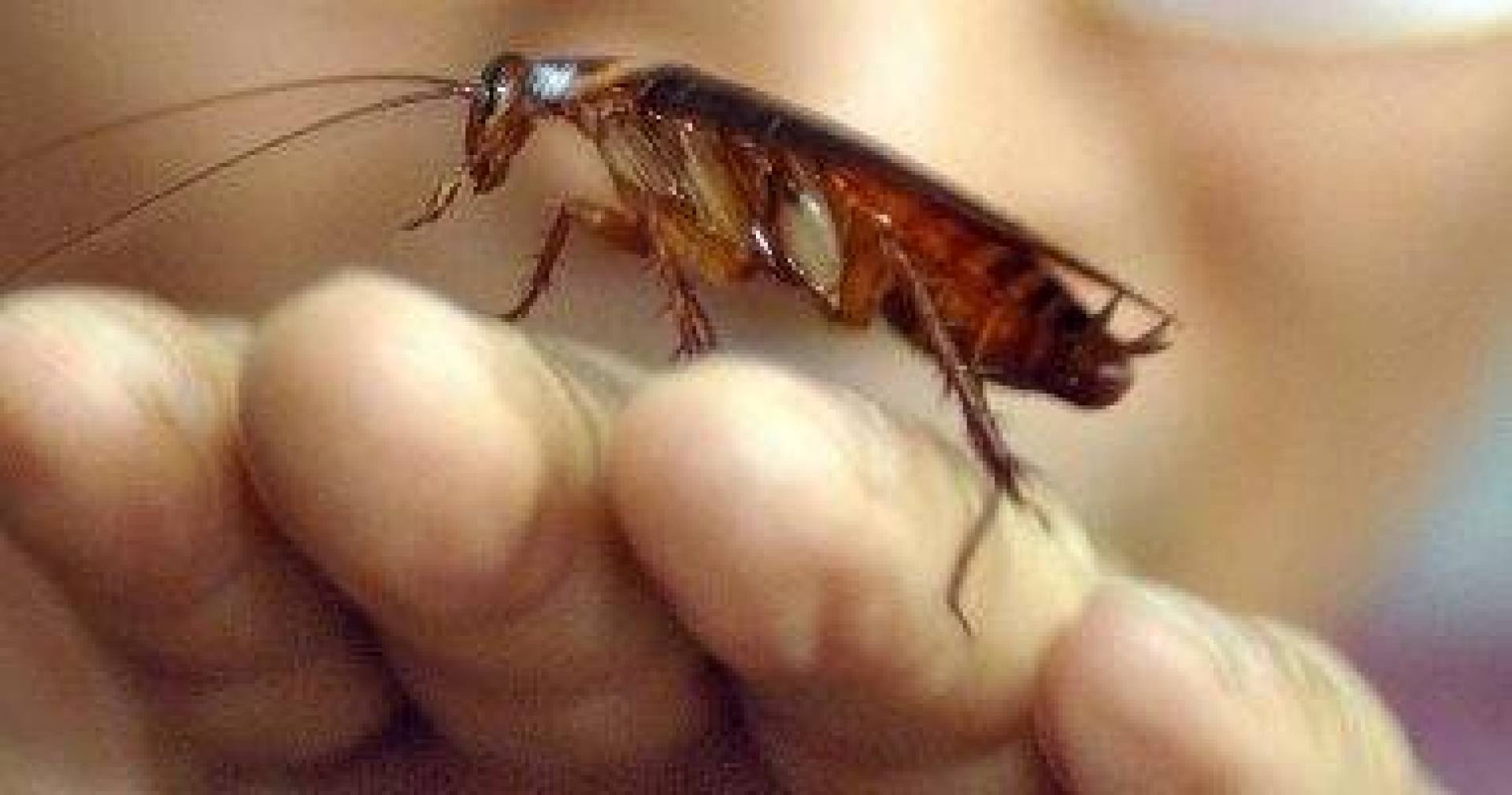 حساسية الصراصير .. الأسباب والأمراض والعلاج