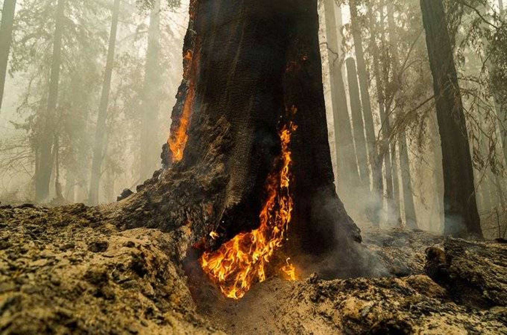 الكشف عن لغز قدرة أشجار الخشب الأحمر على الصمود أمام حرائق الغابات