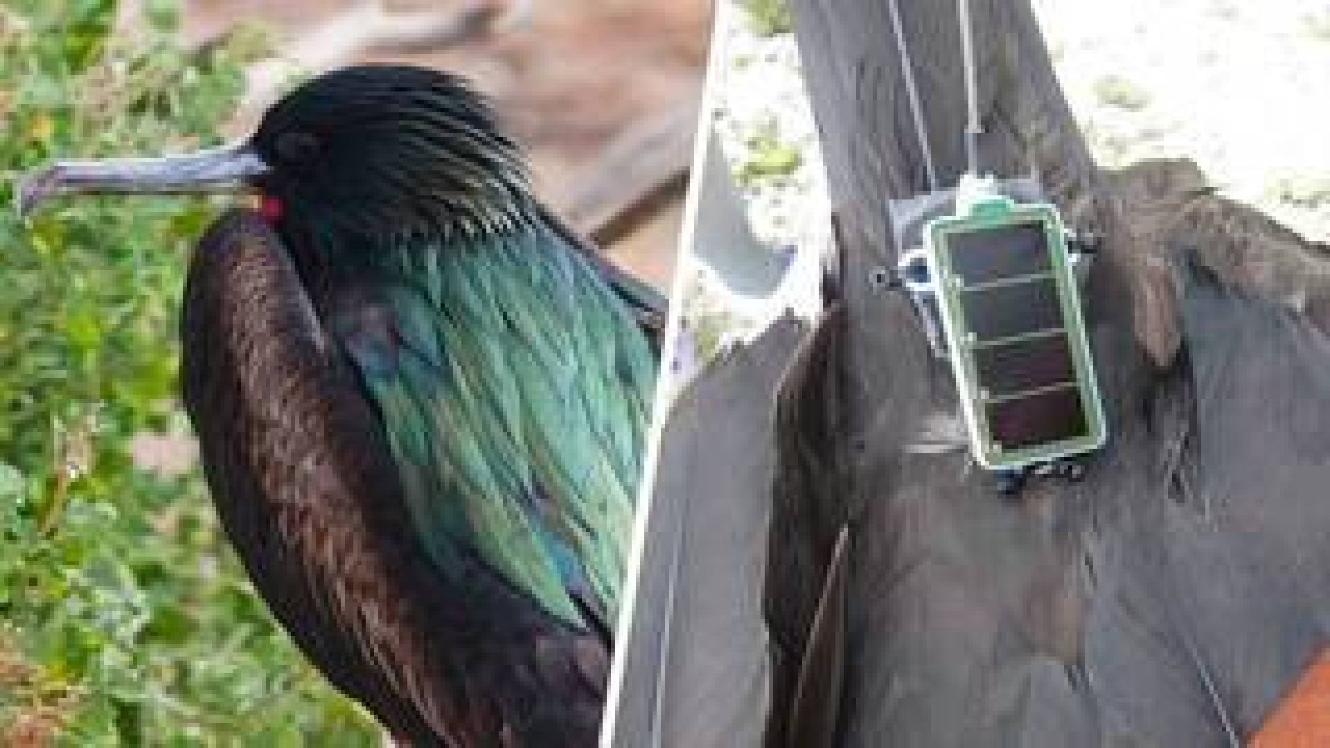 الطيور تساعد في رسم خريطة للغلاف الجوي