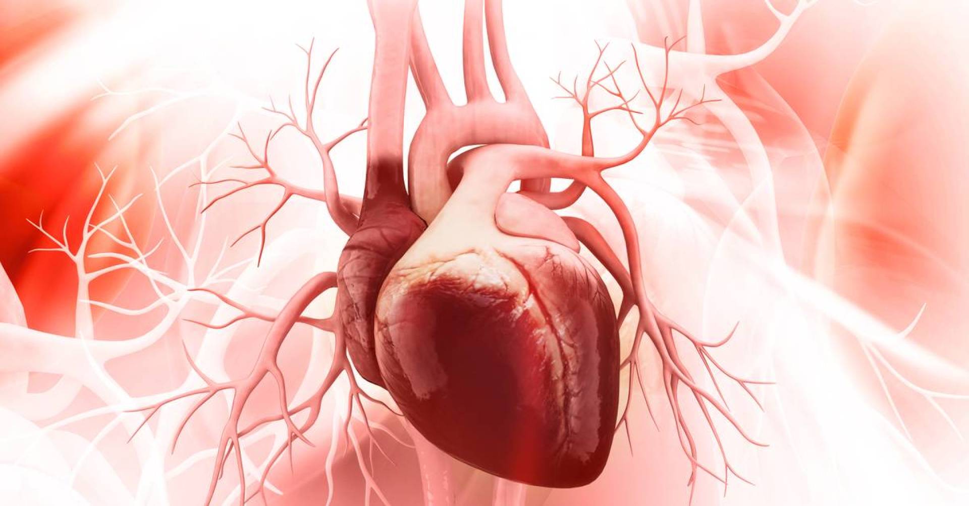 قلب الإنسان: التركيب والوظيفة