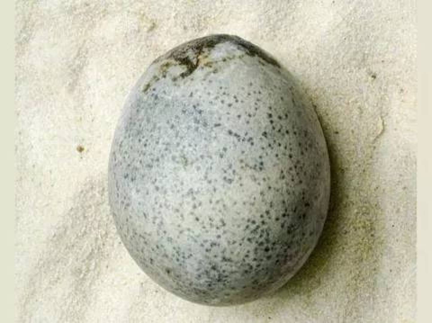 اكتشاف بيضة قديمة وضعها طائر عاش قبل 1700 عام